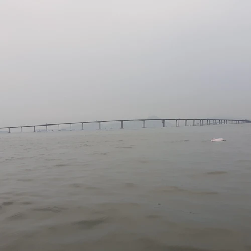 Tai O: Passeio turístico de barco de 20 minutos - Photo 11