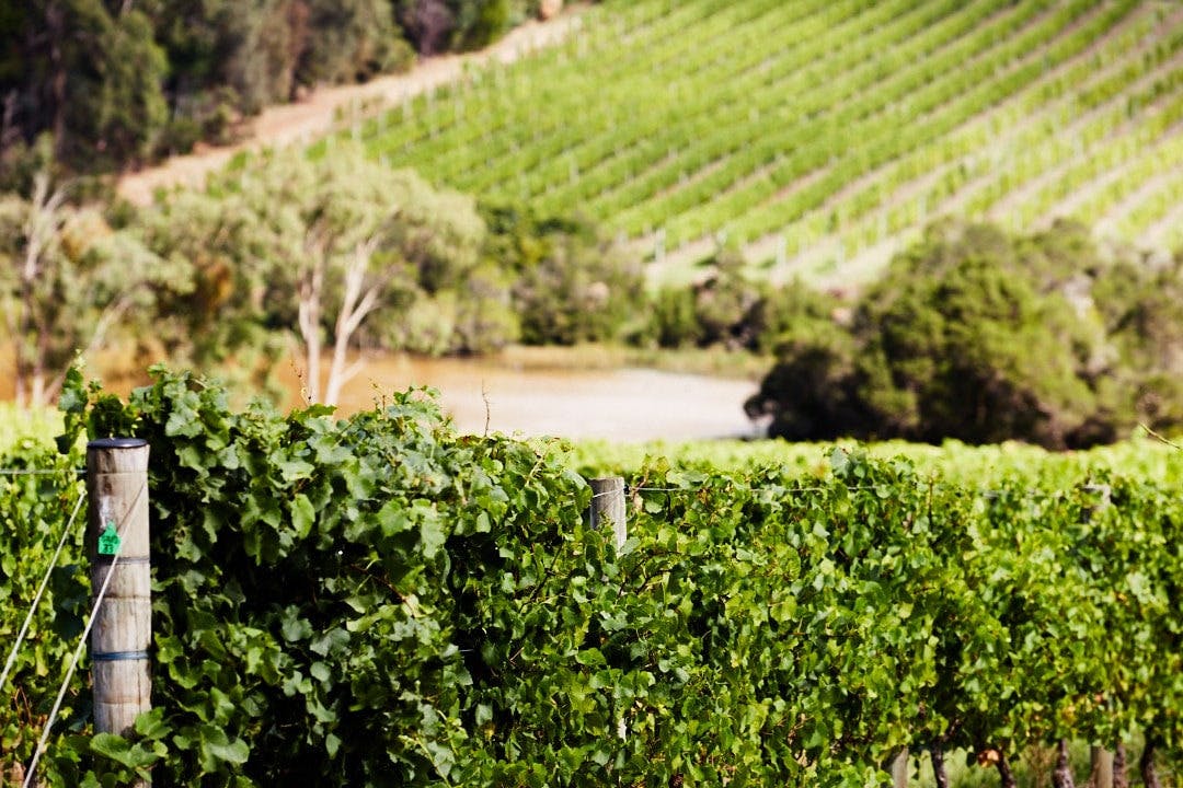 摩宁顿半岛景观