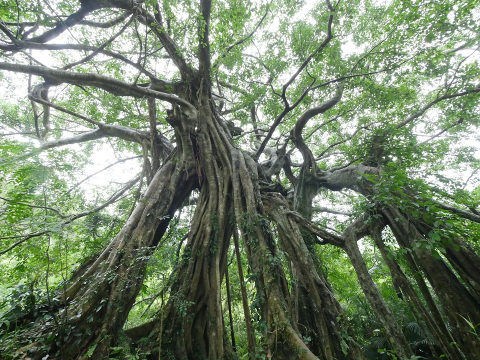 A large banyan tree with numerous aerial roots extending to the ground, surrounded by lush green foliage.