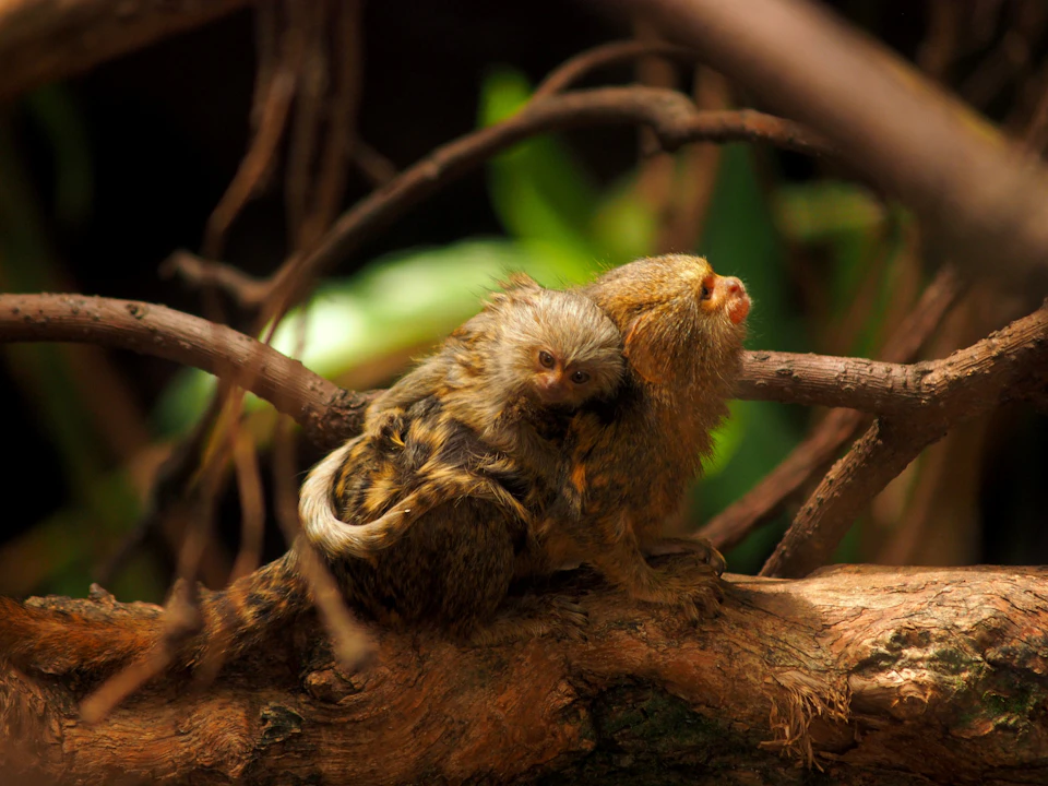 Two small, furry primates sit closely together on a tree branch surrounded by foliage.