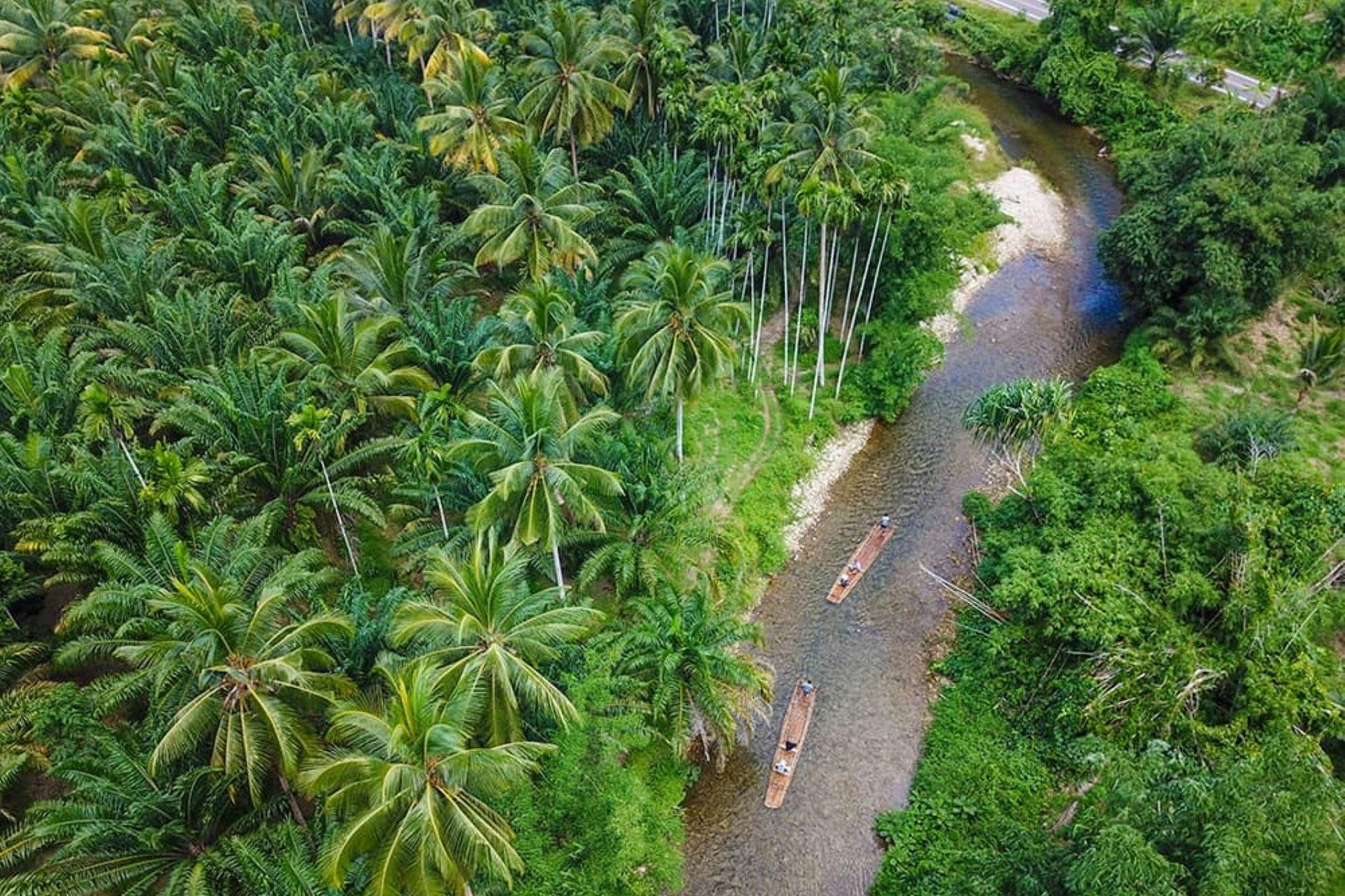 A river flows through a lush tropical forest with tall palm trees lining its banks, and two small wooden boats on the water.