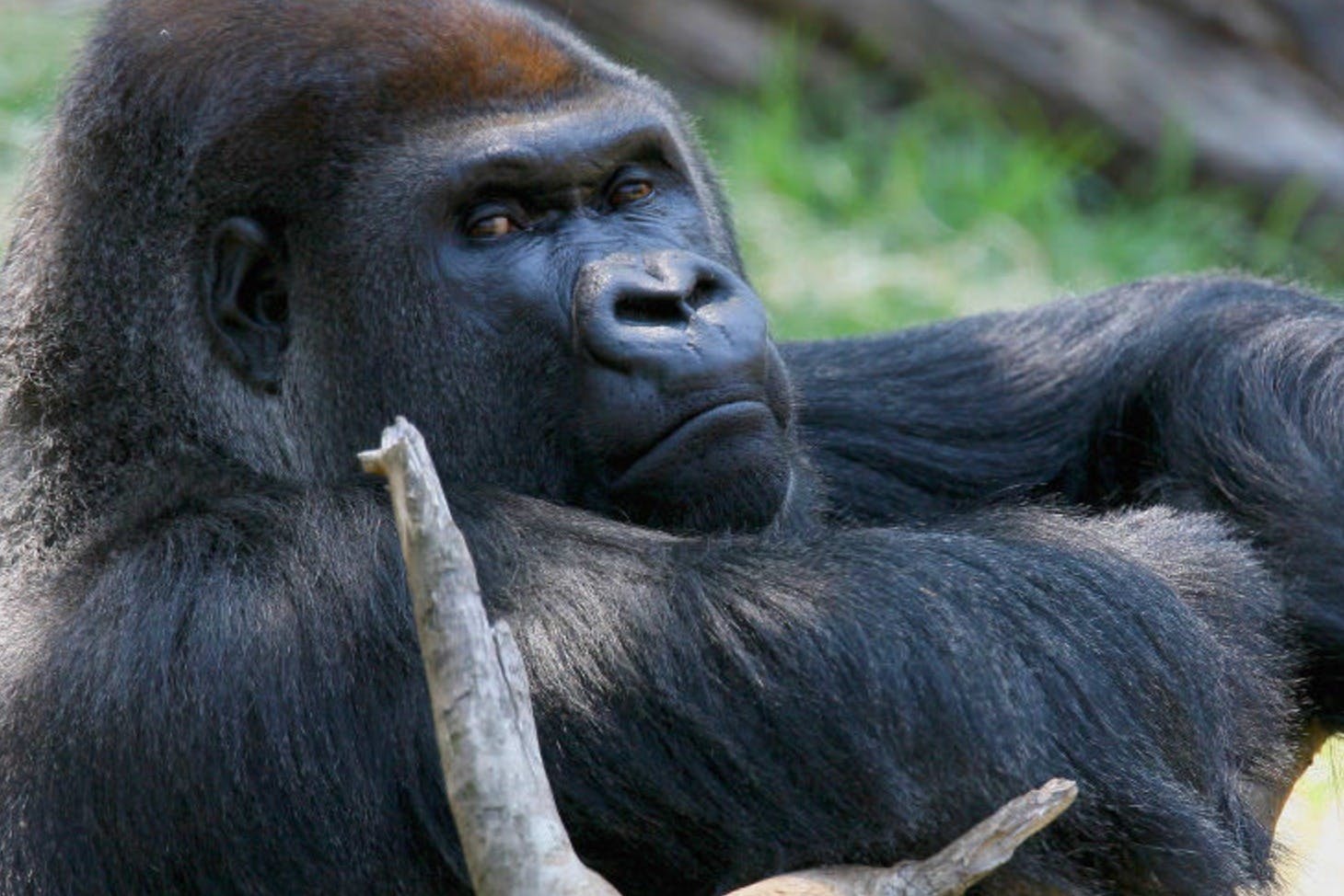 Grande plano de um gorila deitado com uma expressão neutra, rodeado de relva e troncos.