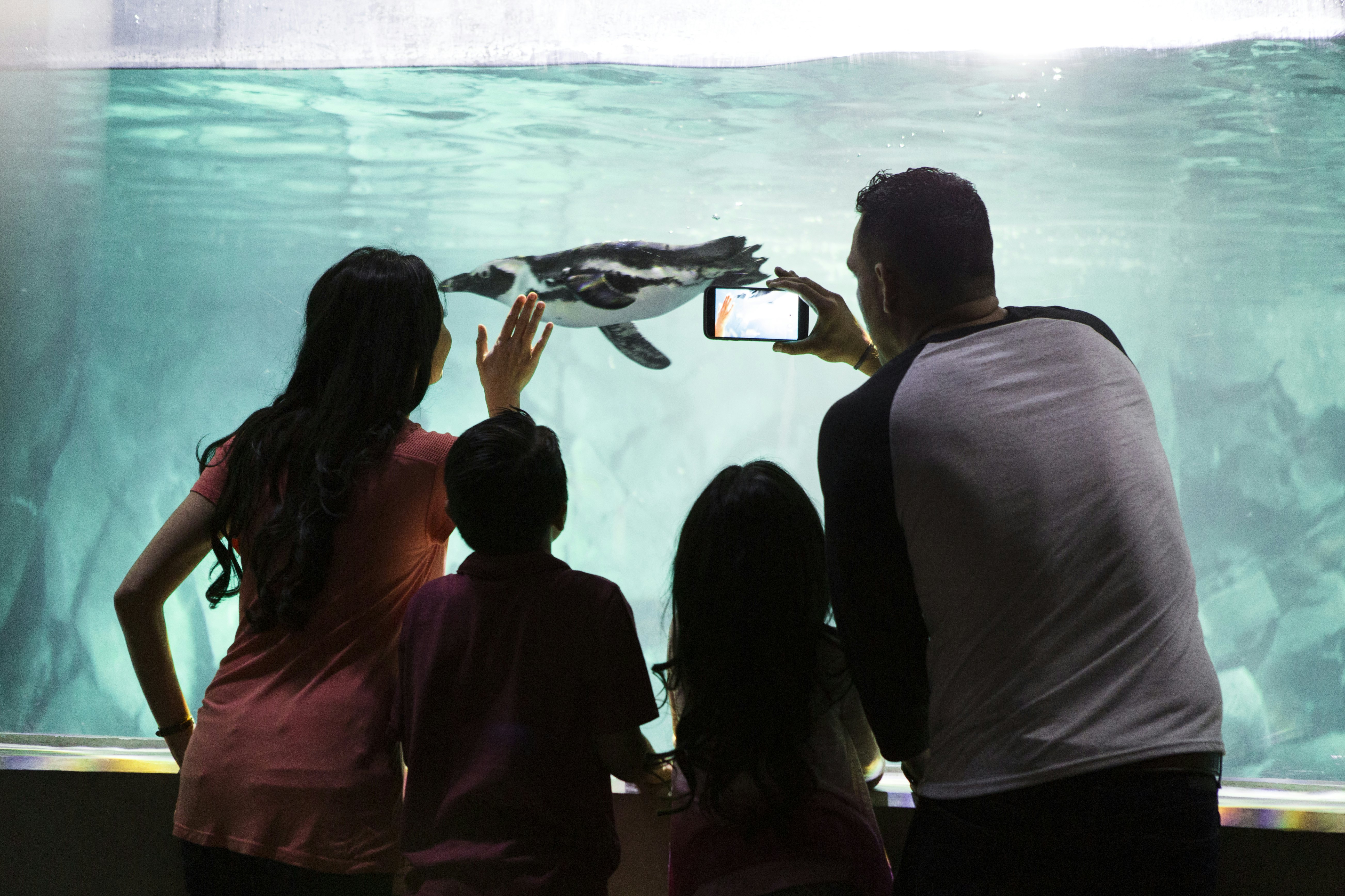 オディシー水族館のチケット Tiqets