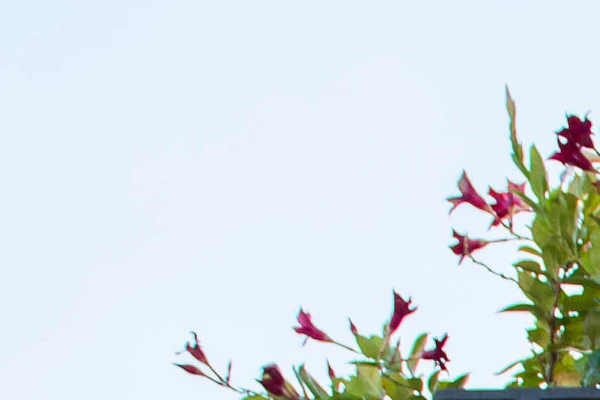 Dagtocht naar Fatima