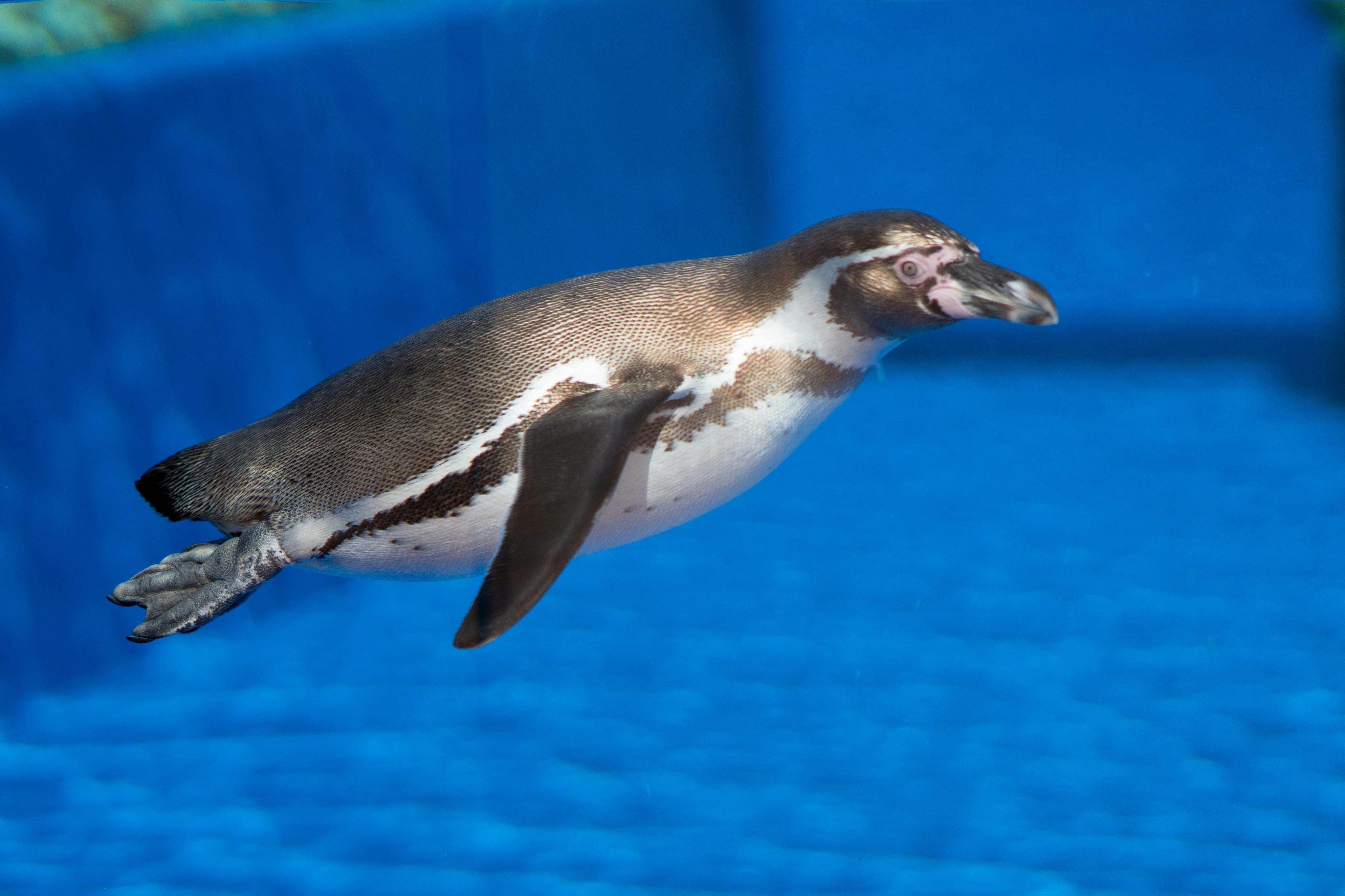 En pingvin, der svømmer under vandet i en pool med en blå baggrund.