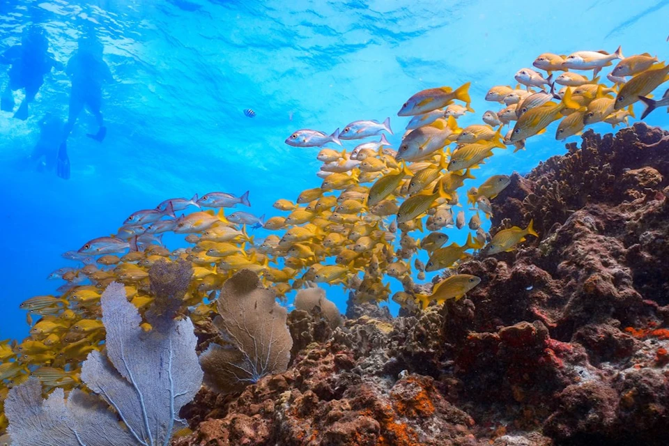School of yellow fish swimming above colorful coral reefs under clear blue ocean water.