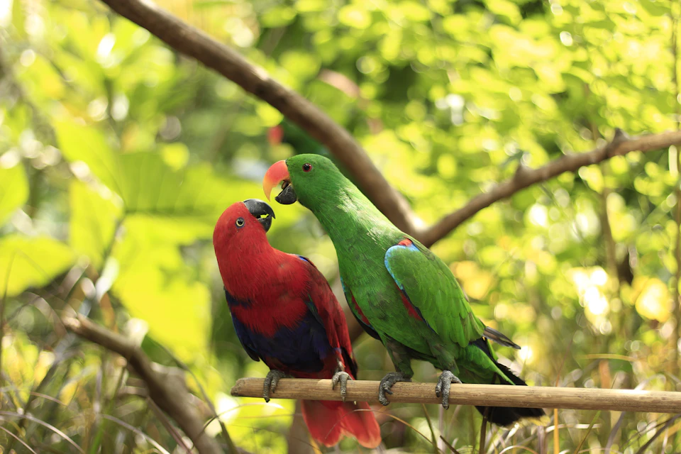 Two parrots, one red and one green, perched on a branch in a lush, green forest environment.