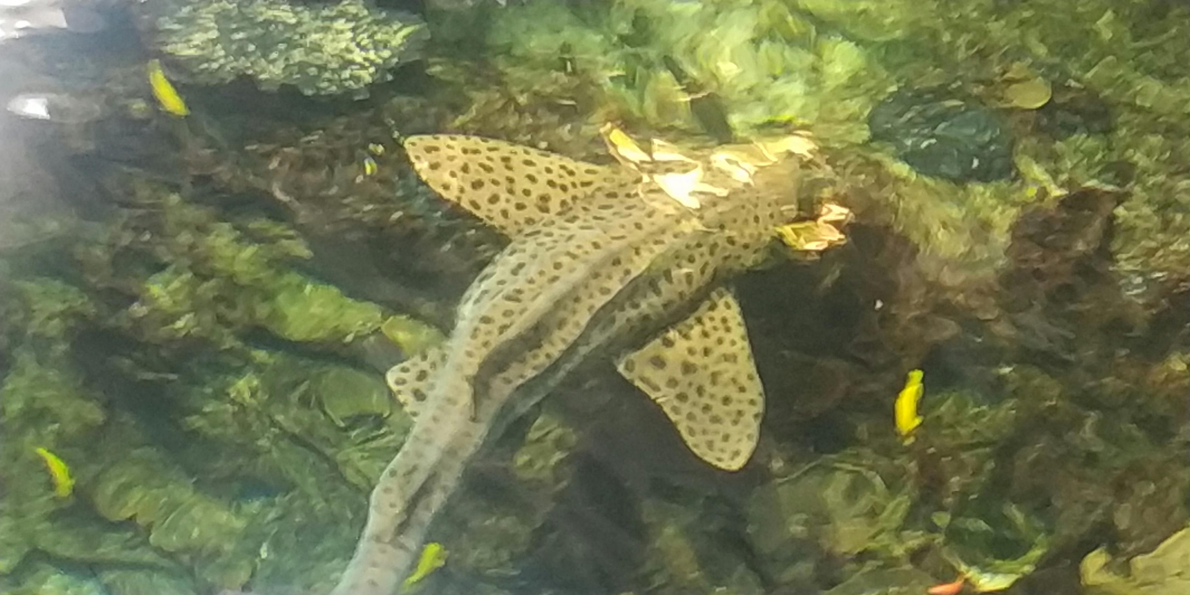 ナウシカ Tickets ブローニュ シュル メール Tiqets Com