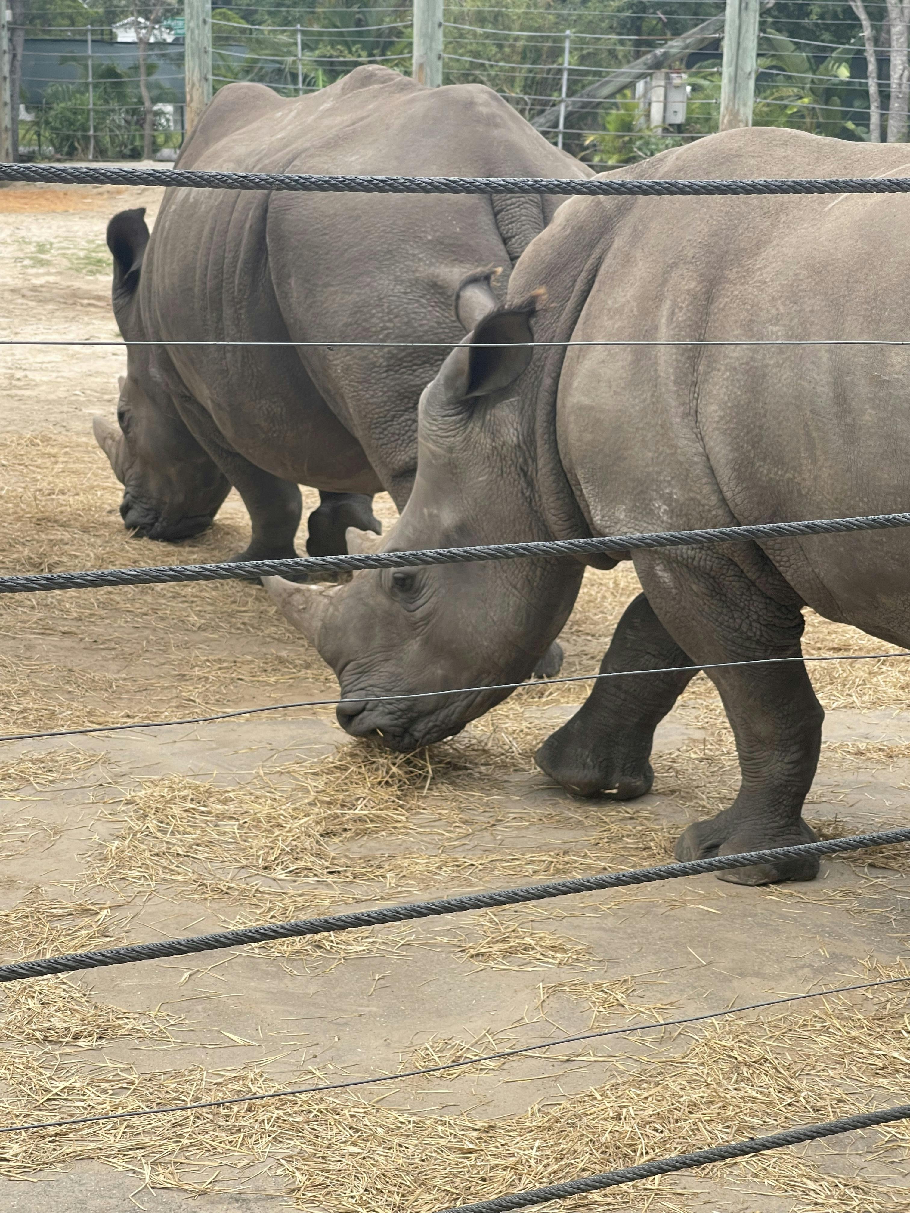 ZooTampa at Lowry Park Tickets Tampa