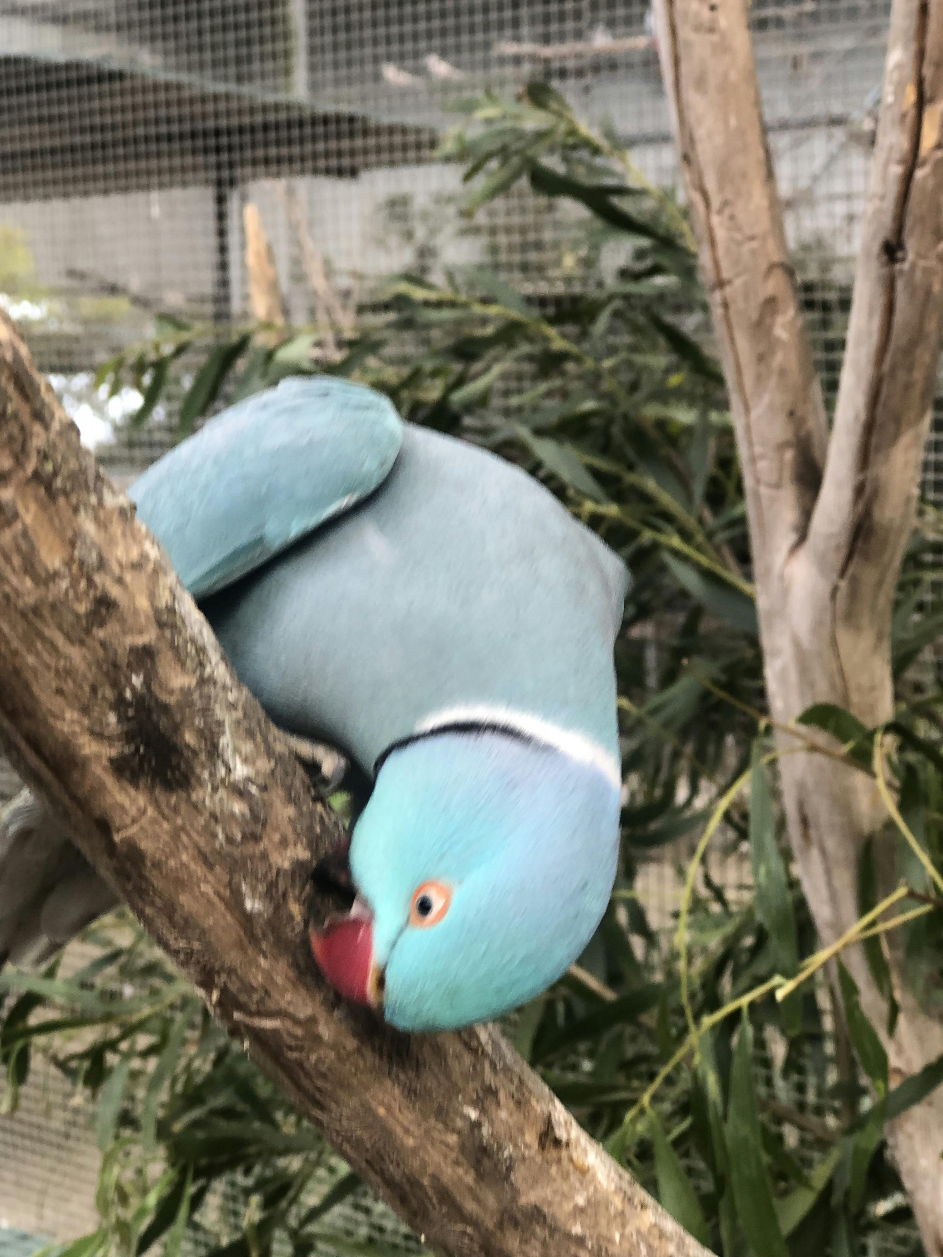 Maleny Botanic Gardens & Bird World tickets Maleny