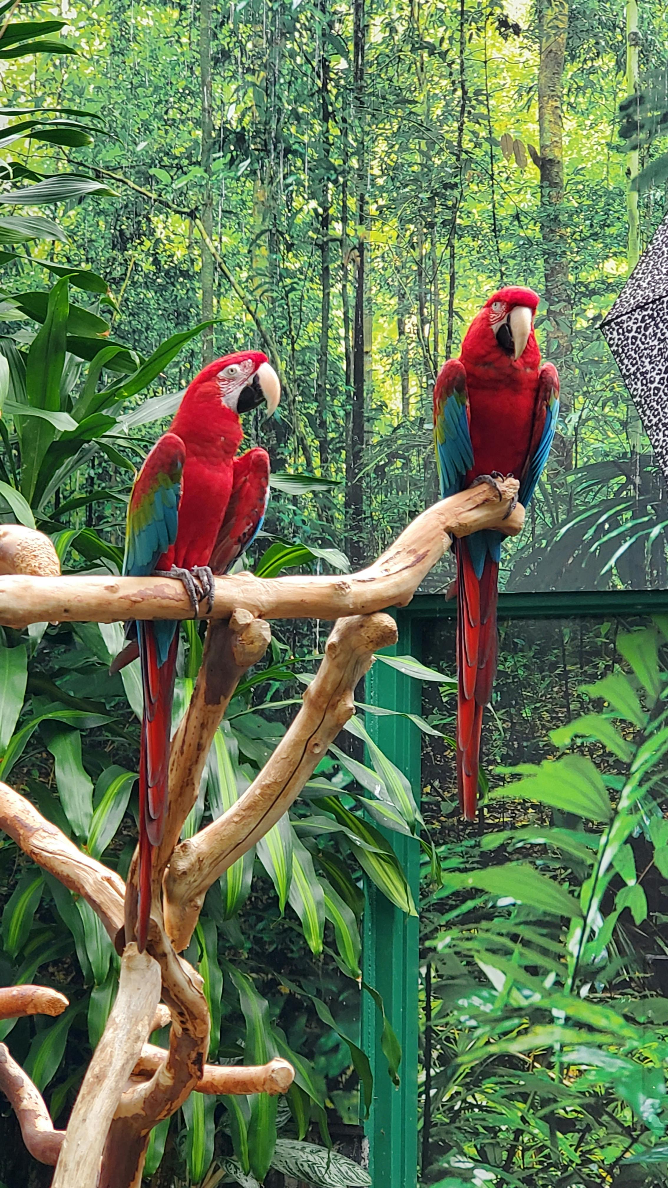 Bloedel Conservatory | Tiqets