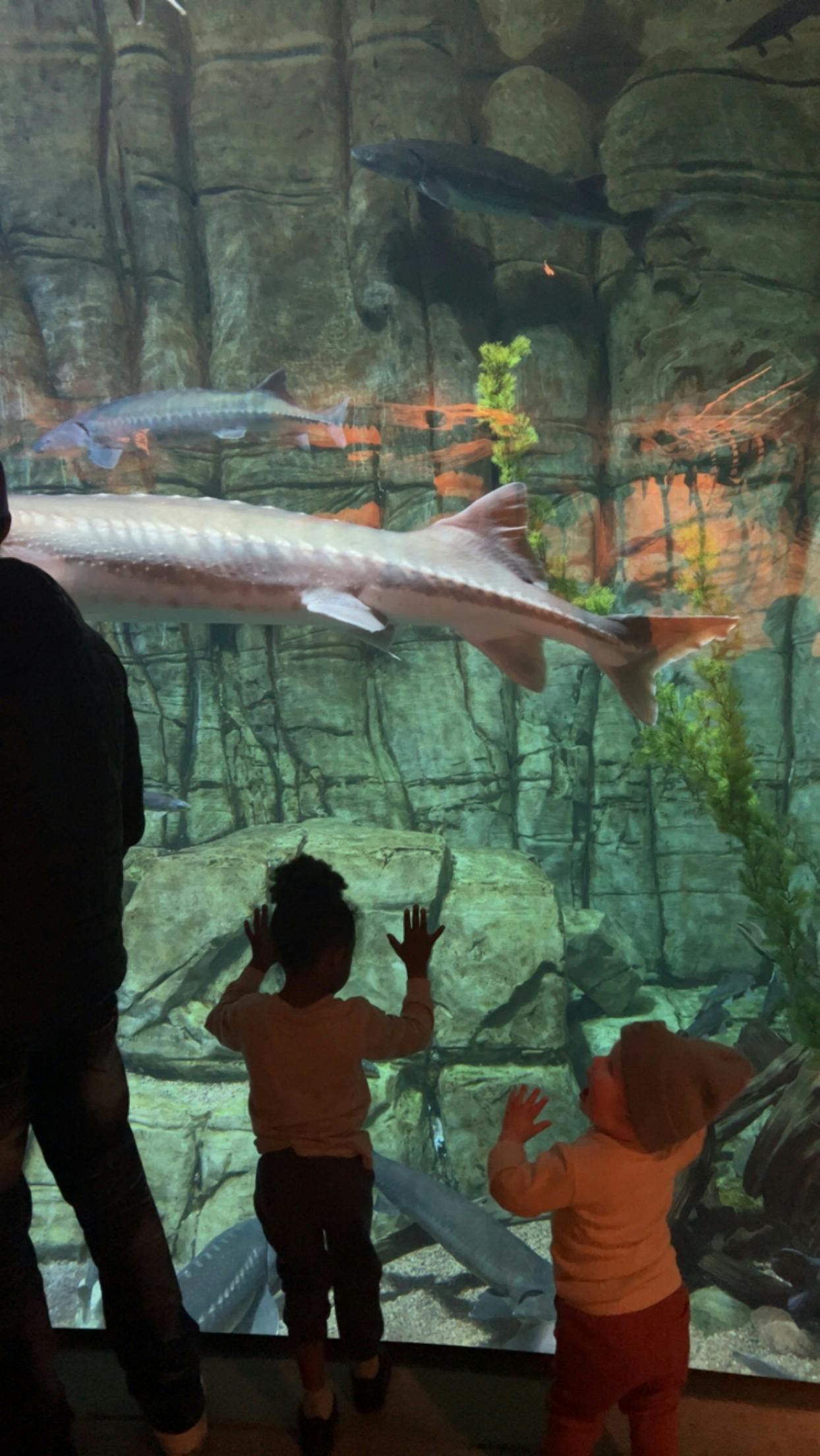 Downtown Aquarium Denver Tickets Denver