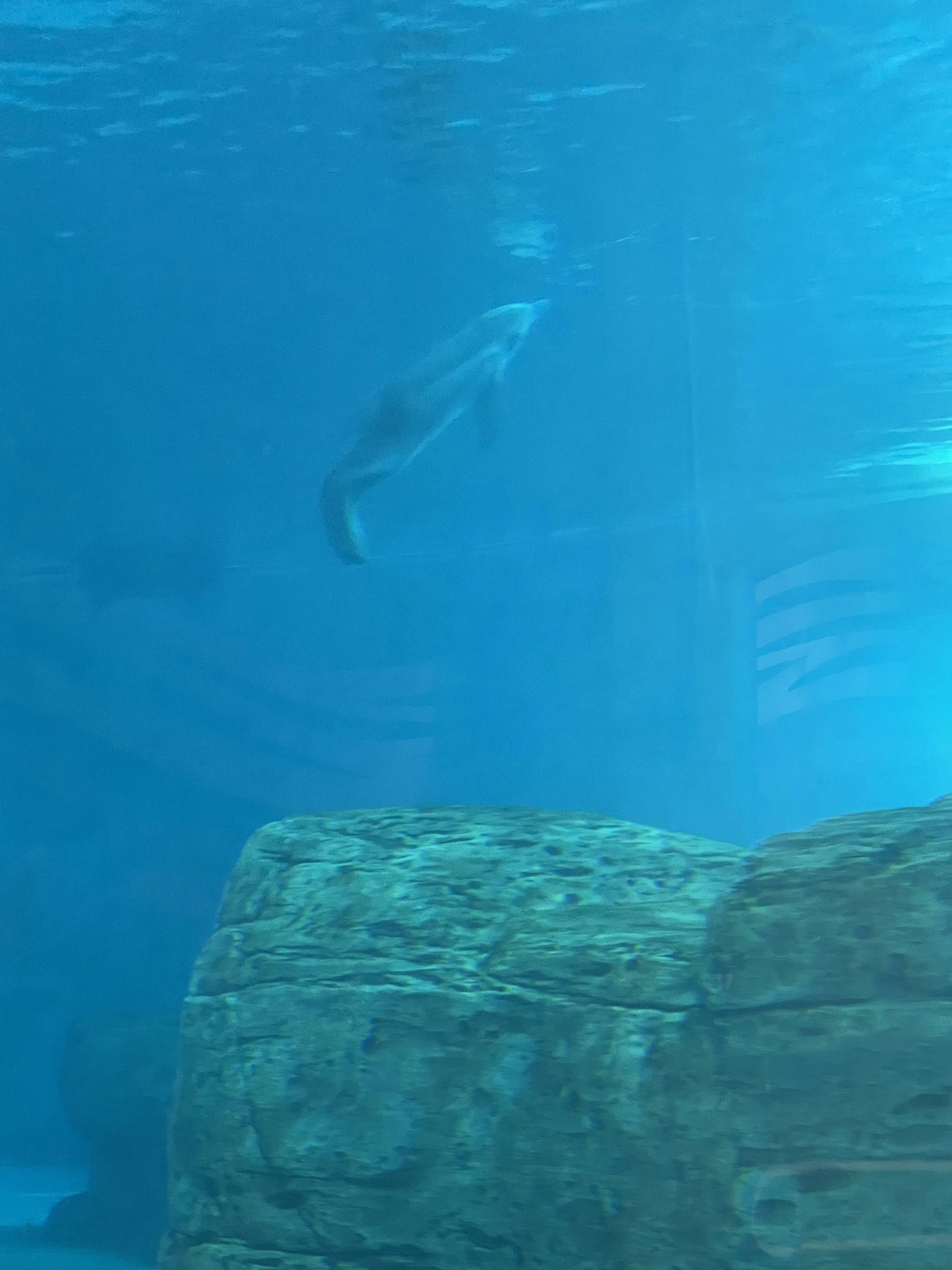 Clearwater Marine Aquarium General Admission Tiqets