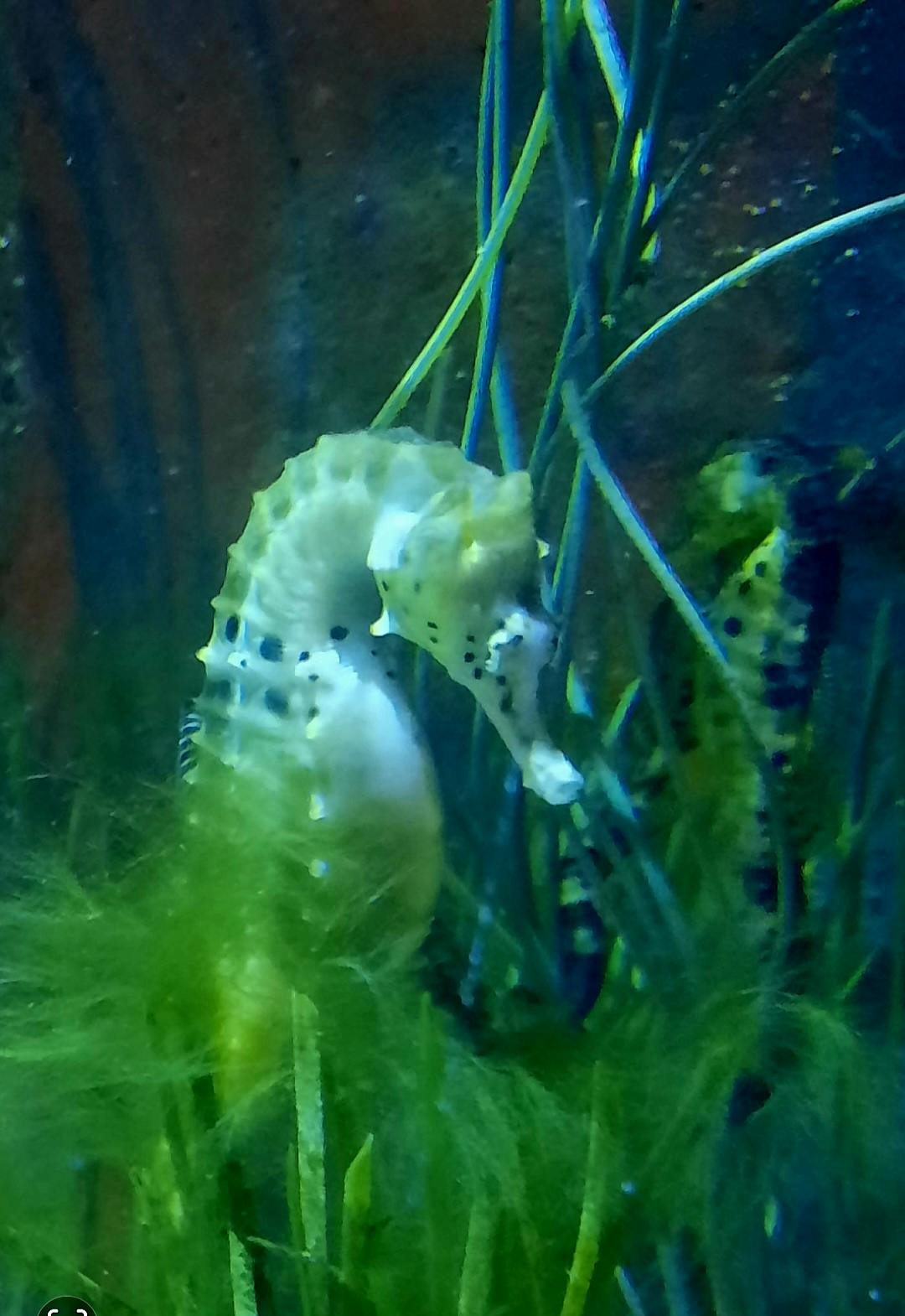 Exploris Aquarium tickets Portaferry