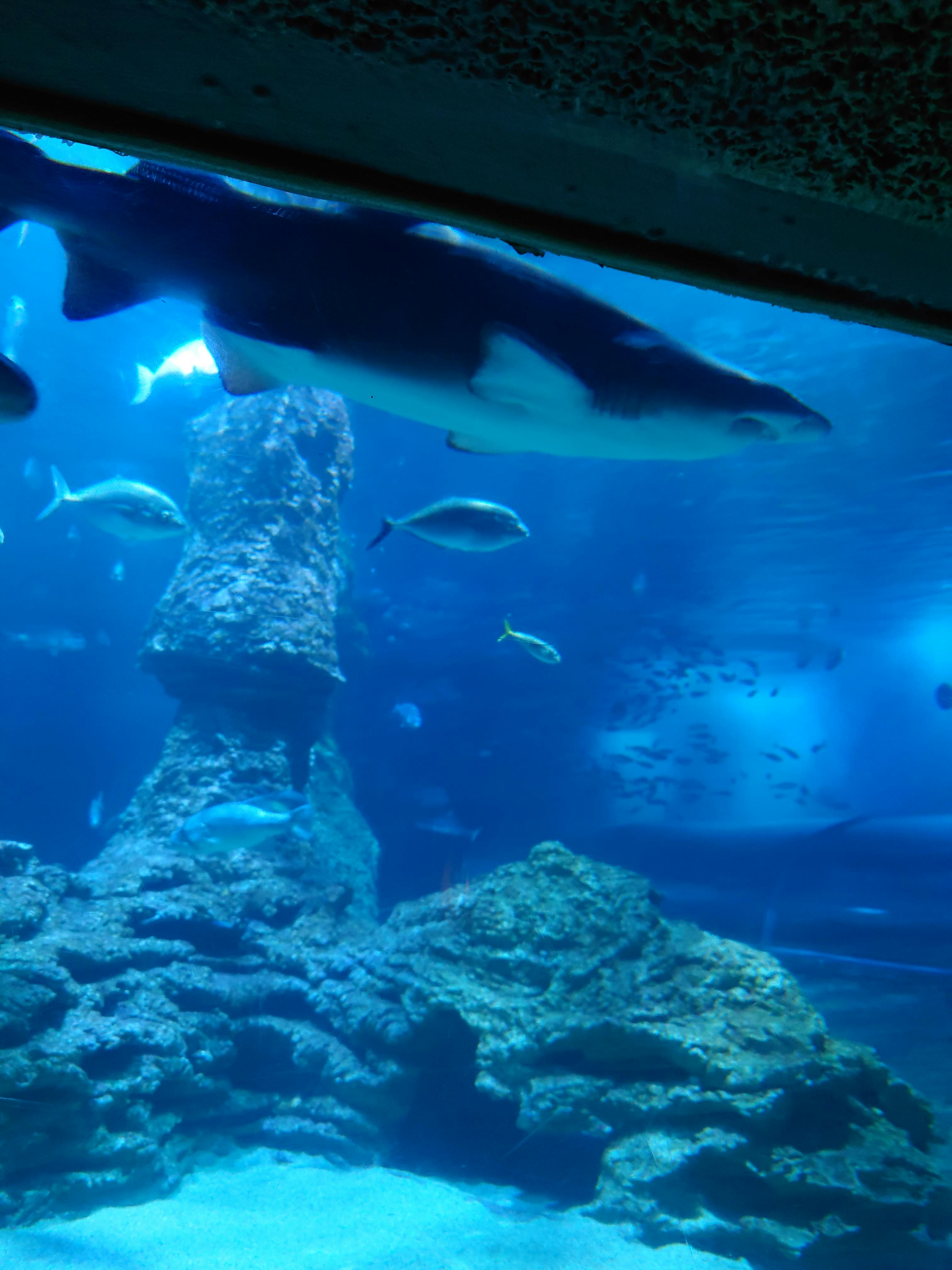 AQWA The Aquarium of Western Australia Tickets Perth