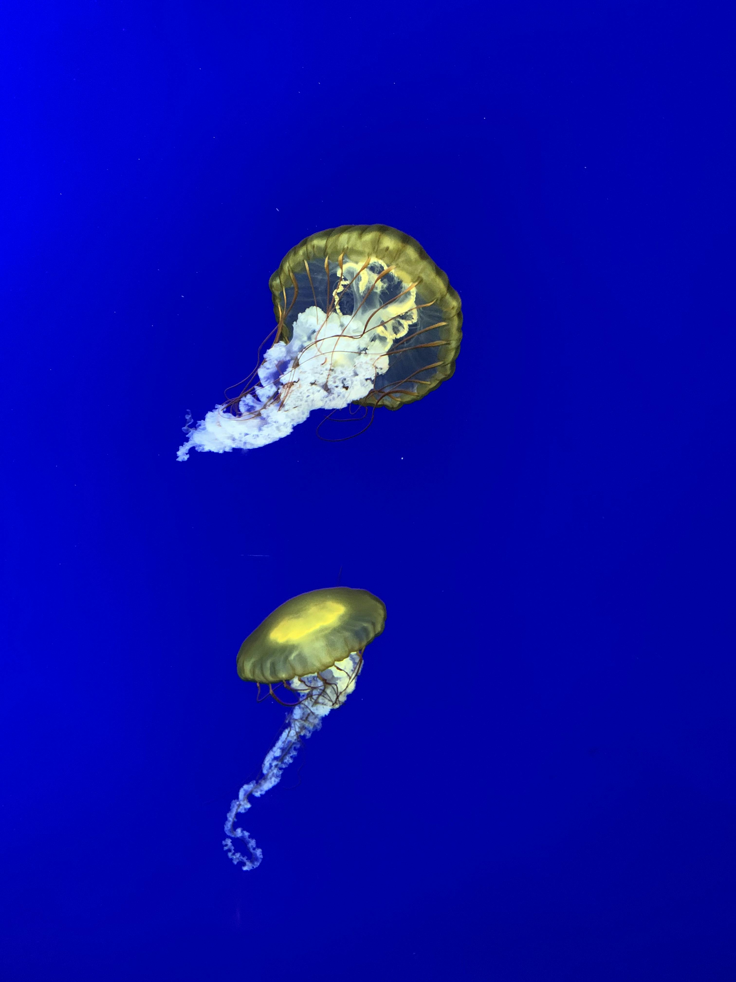 ジョージア水族館のチケット ー アトランタ Tiqets Com