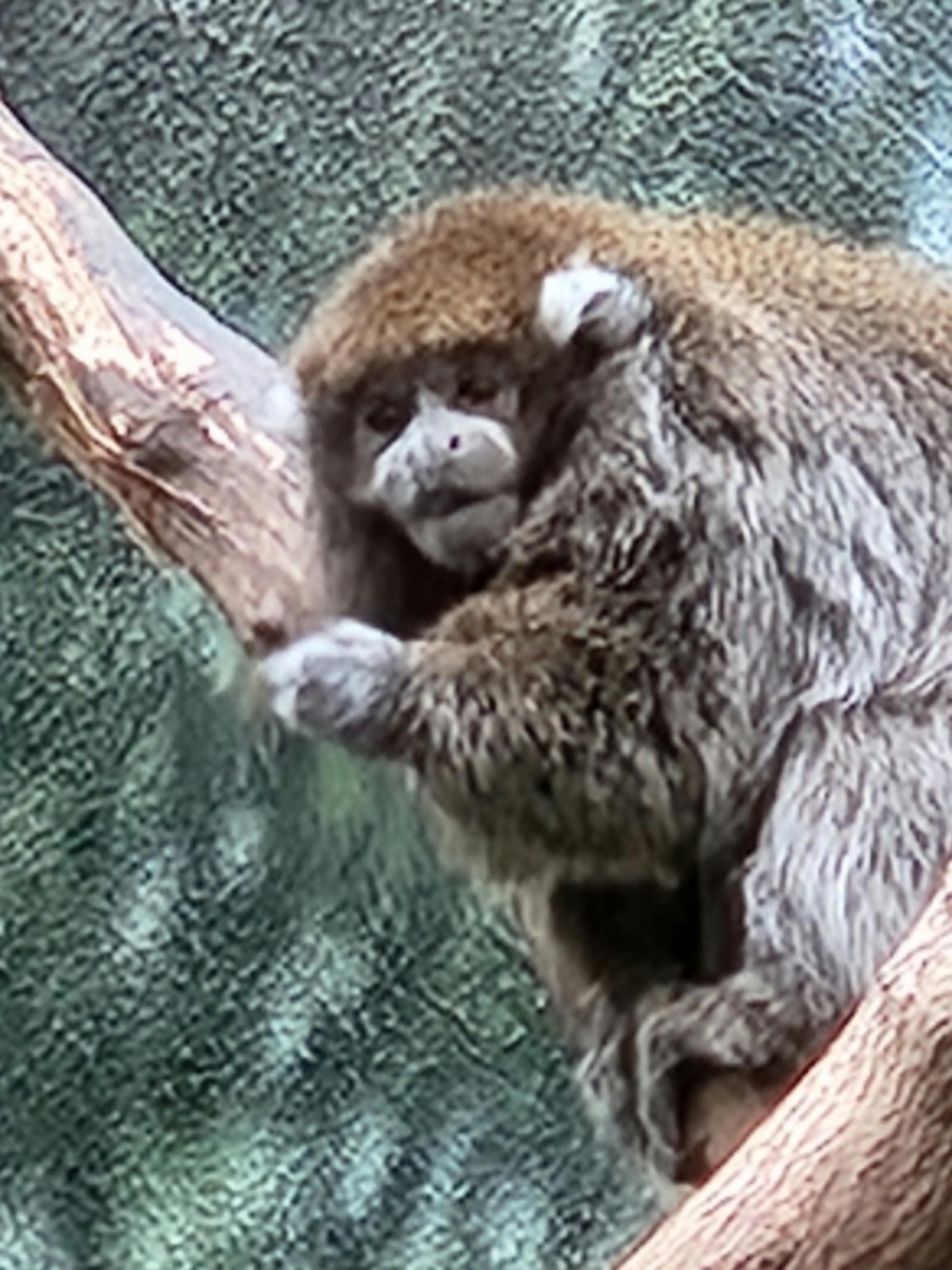 Philadelphia Zoo tickets Philadelphia