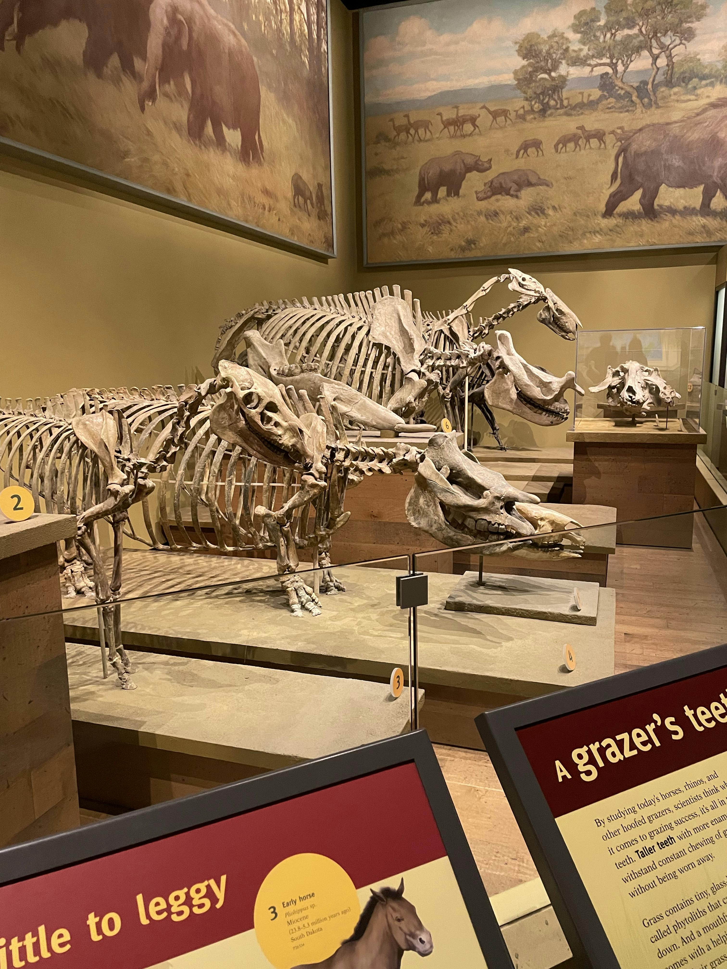 The Field Museum Tickets Chicago