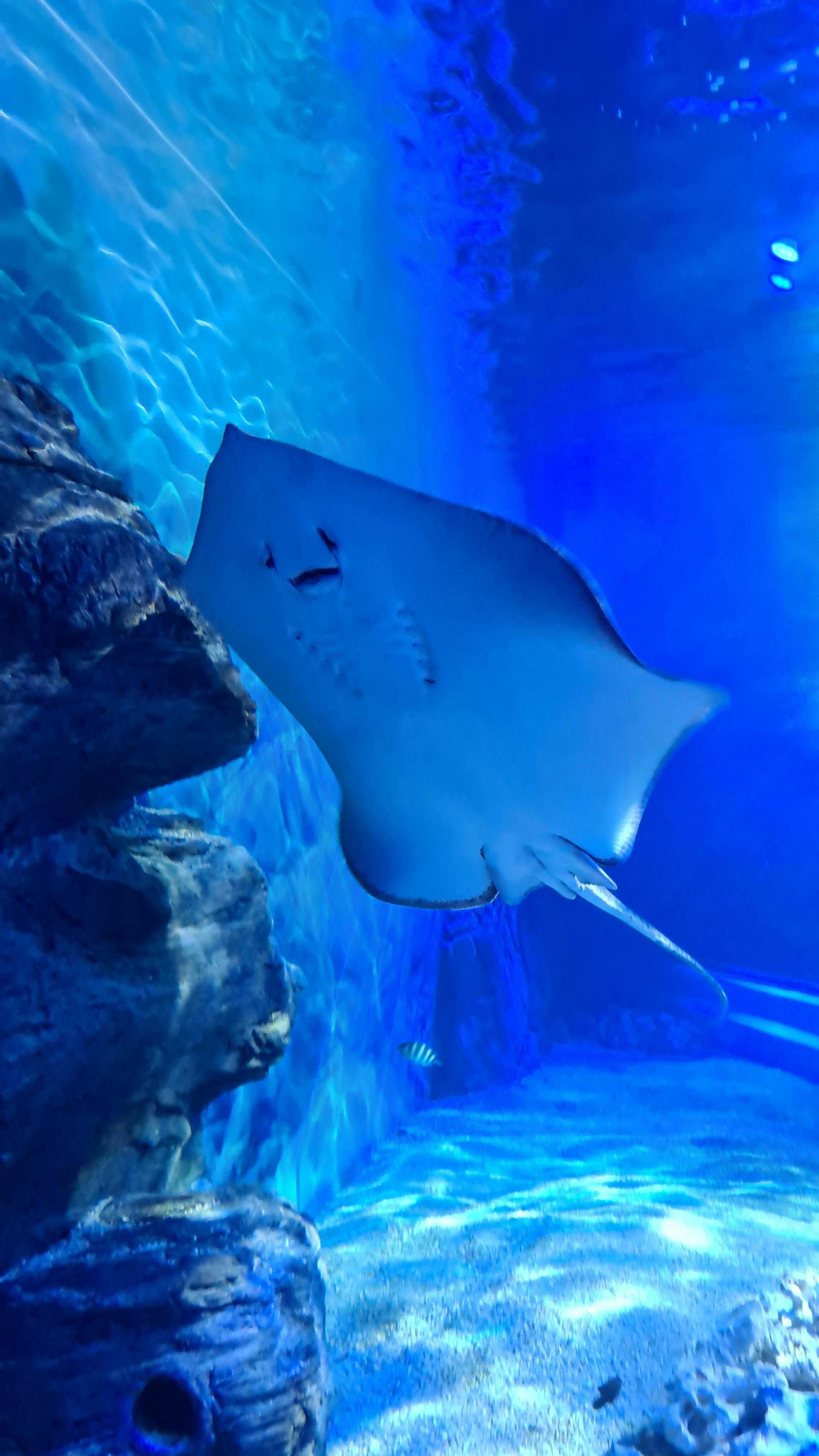 Exploris Aquarium tickets Portaferry