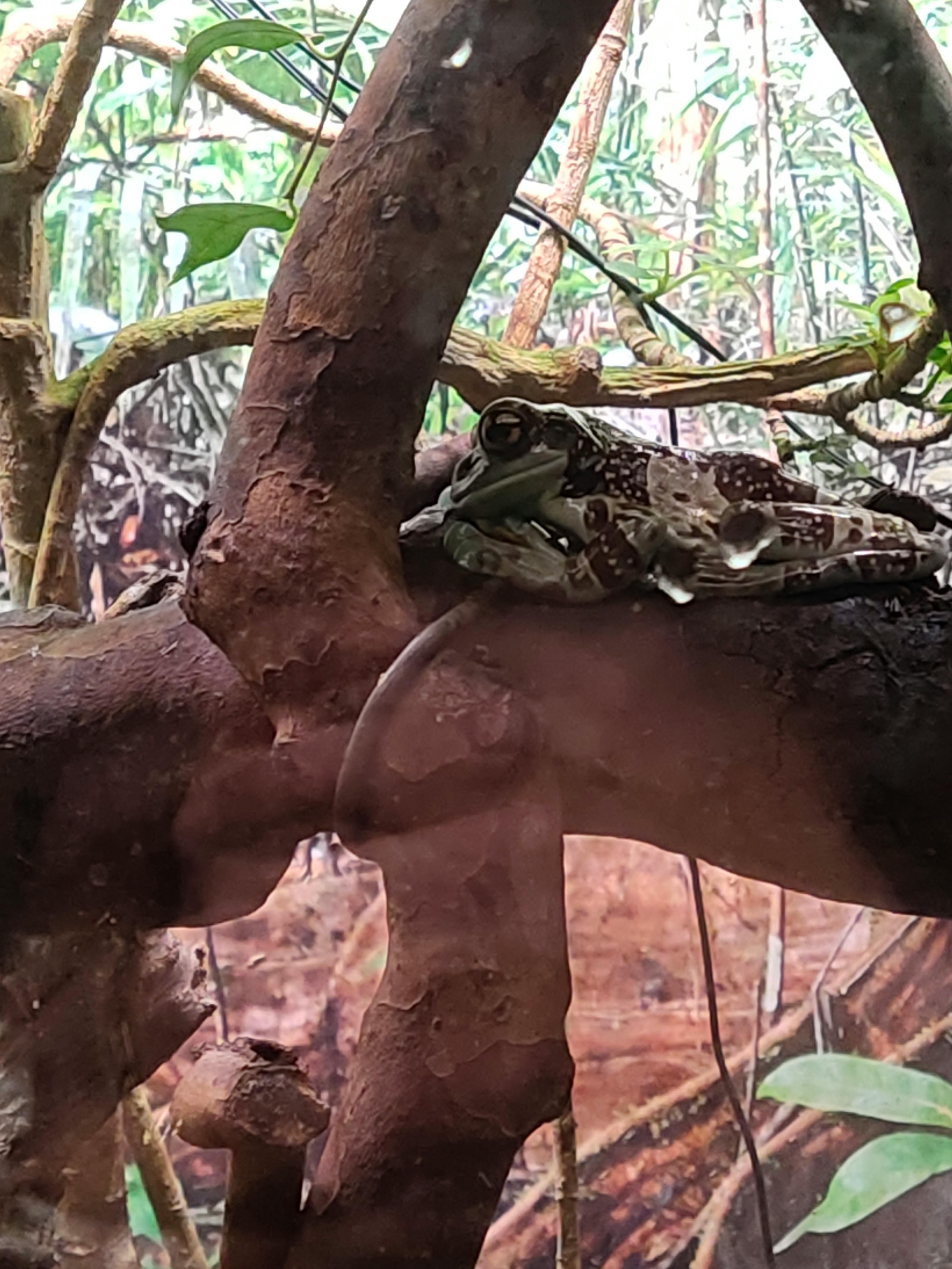 メナジェリー デュ ジャルダン デ プラント 植物園内の小動物園 のチケット ー パリ Tiqets Com