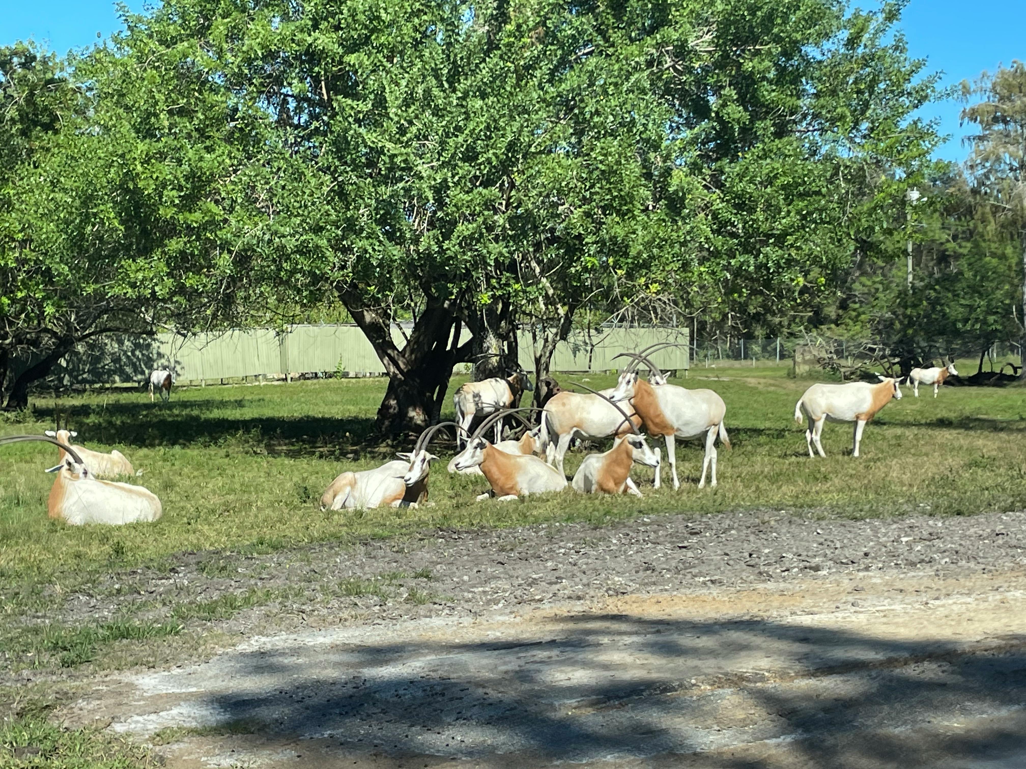 Lion Country Safari tickets Loxahatchee