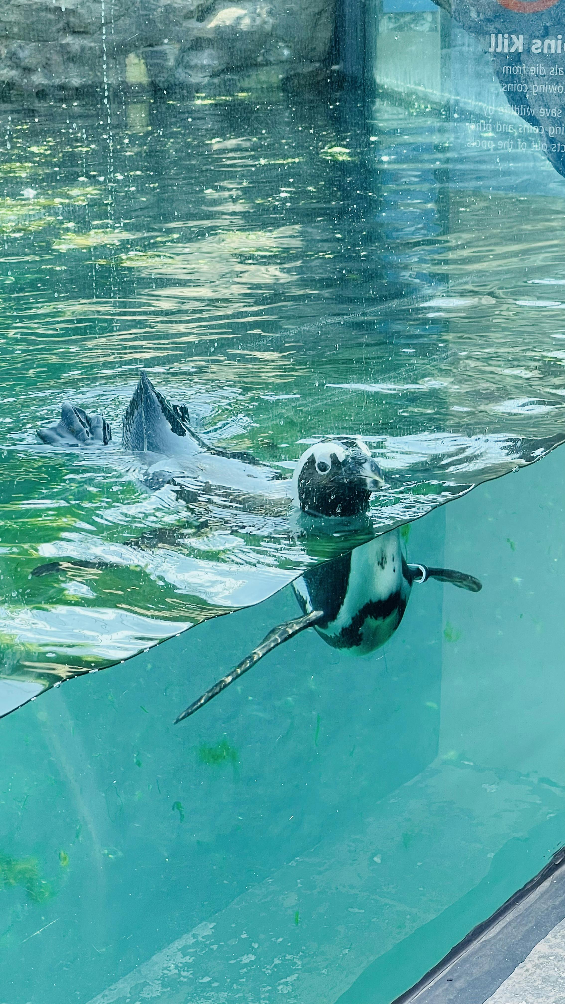 New York Aquarium tickets New York