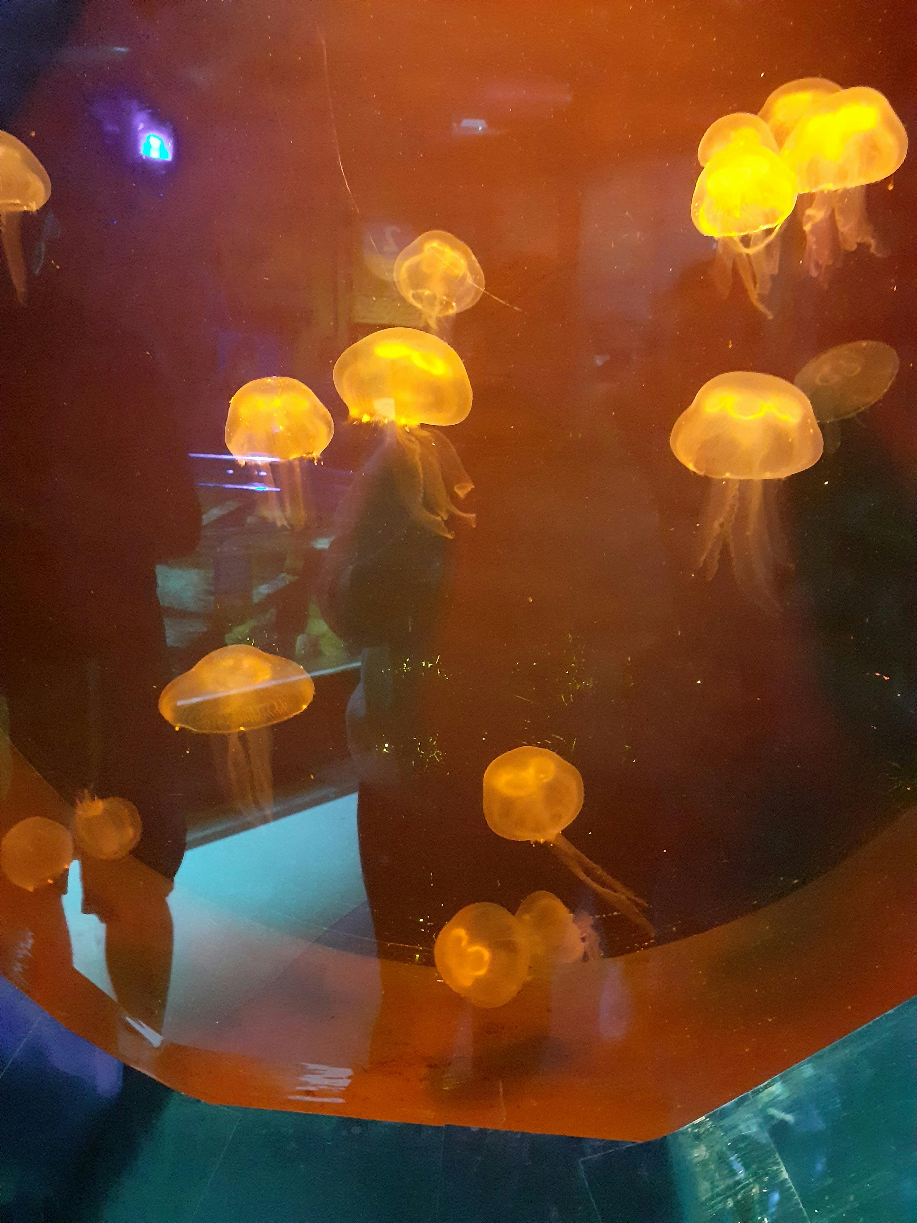 Exploris Aquarium Tickets Portaferry