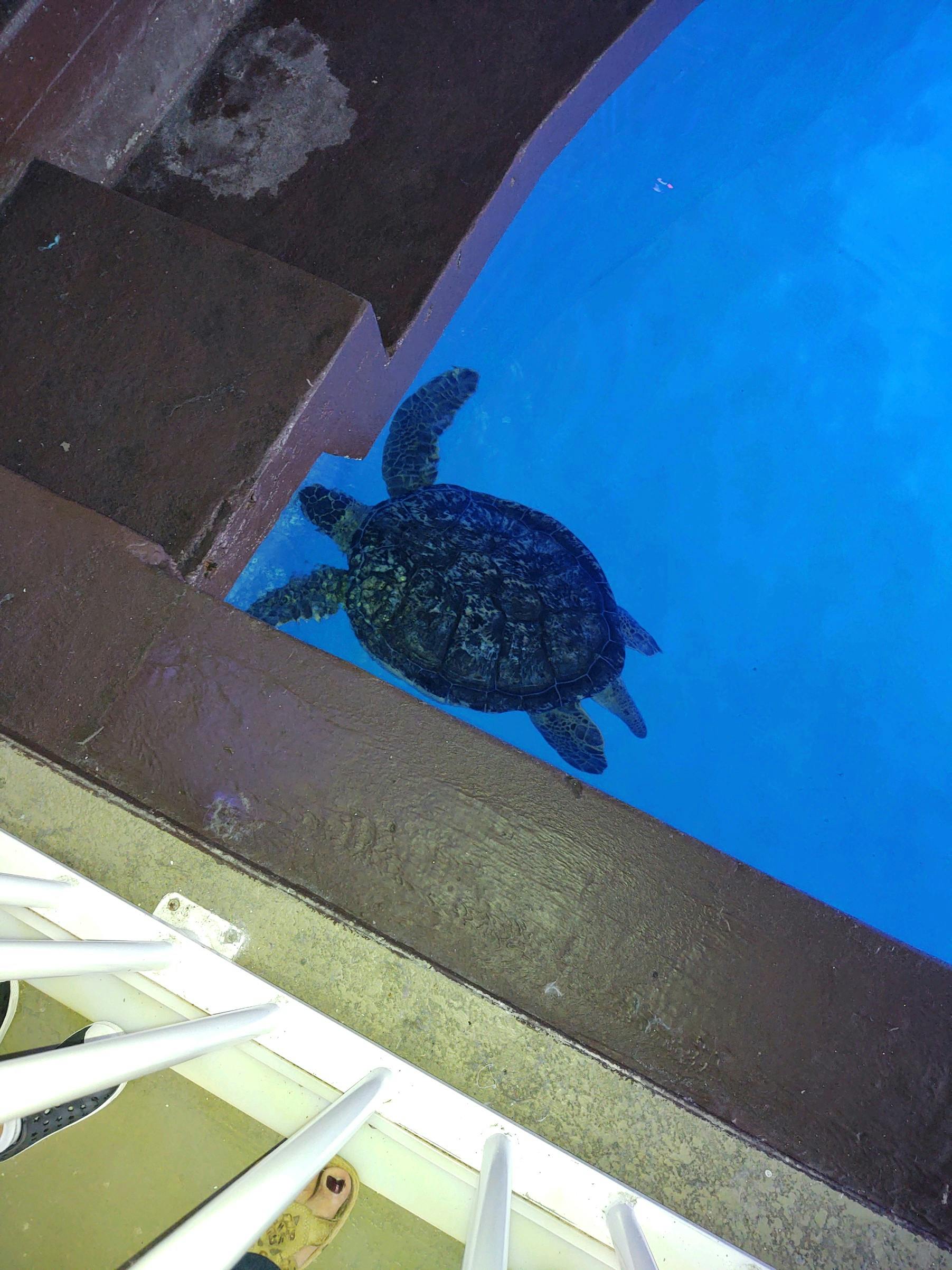 Clearwater Marine Aquarium tickets Clearwater