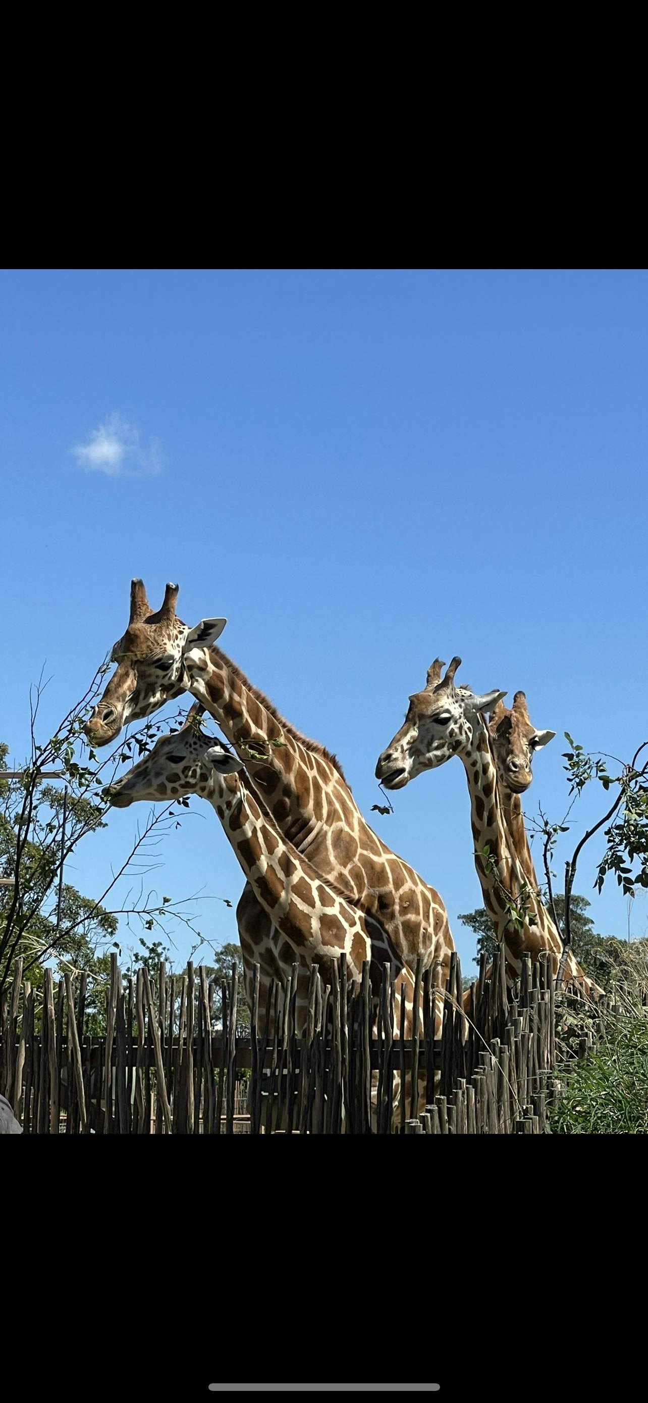 Taronga Zoo Sydney tickets | Mosman