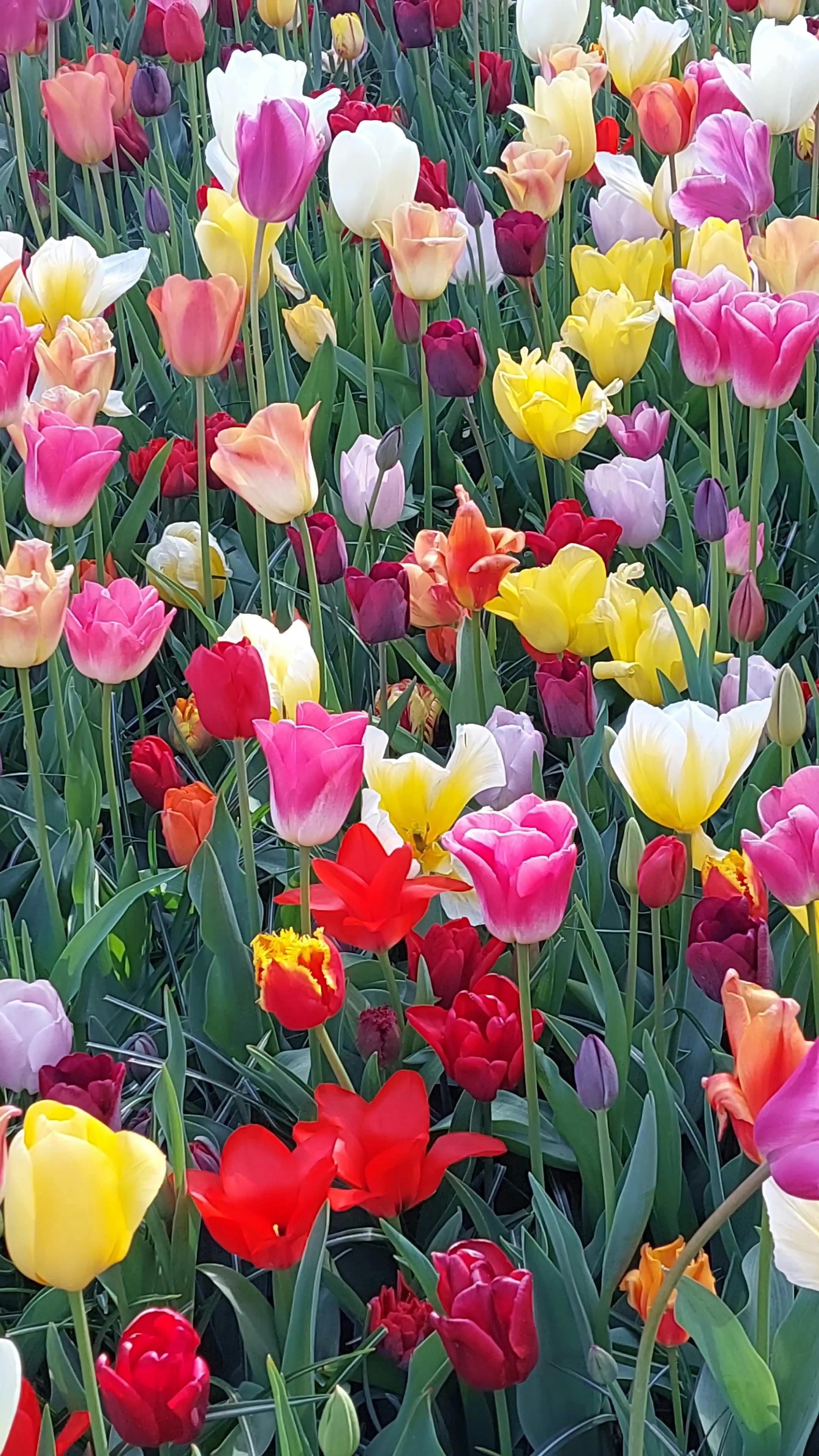  Keukenhof Tickets - Lisse 