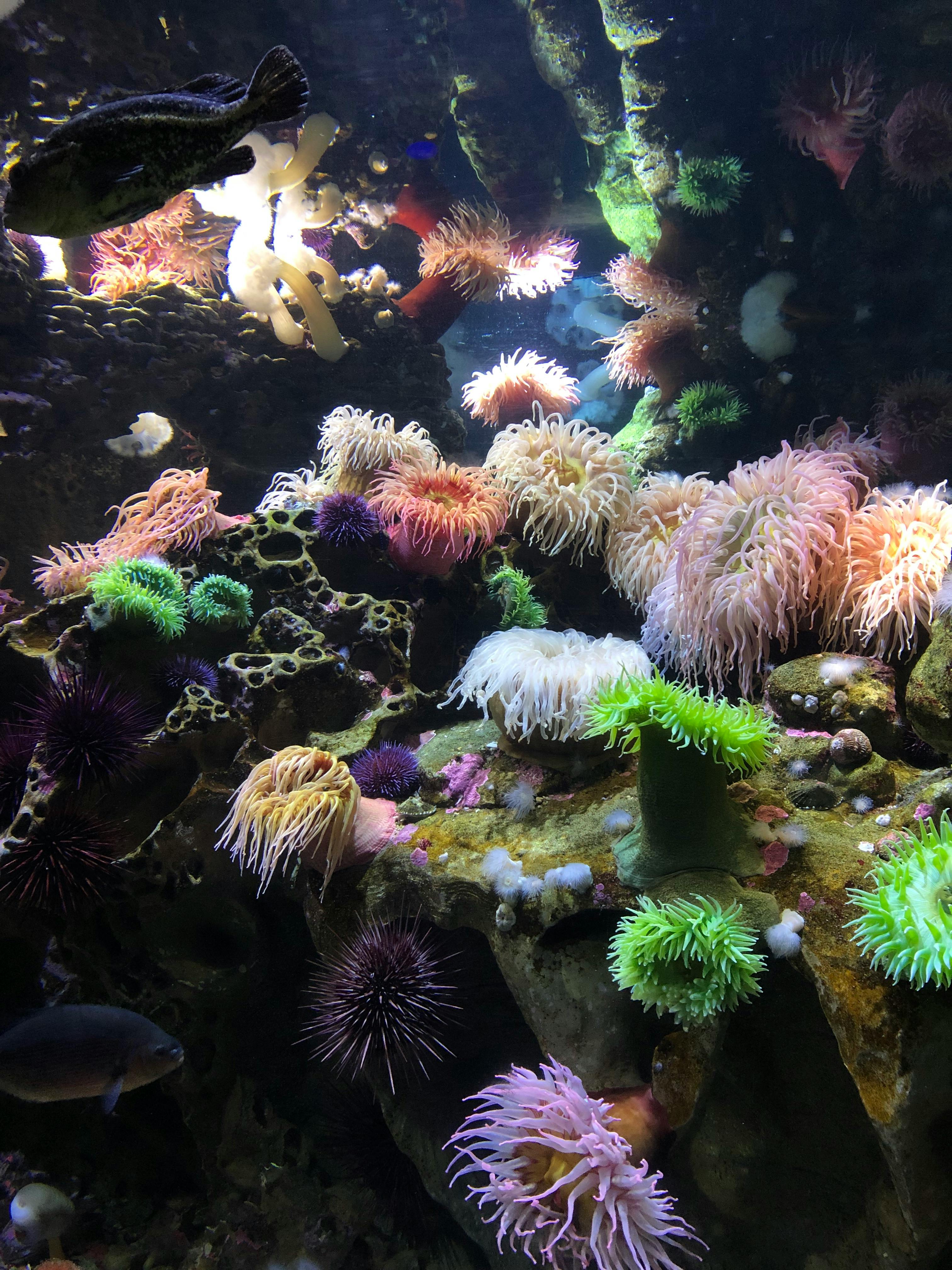 New England Aquarium Tickets Boston