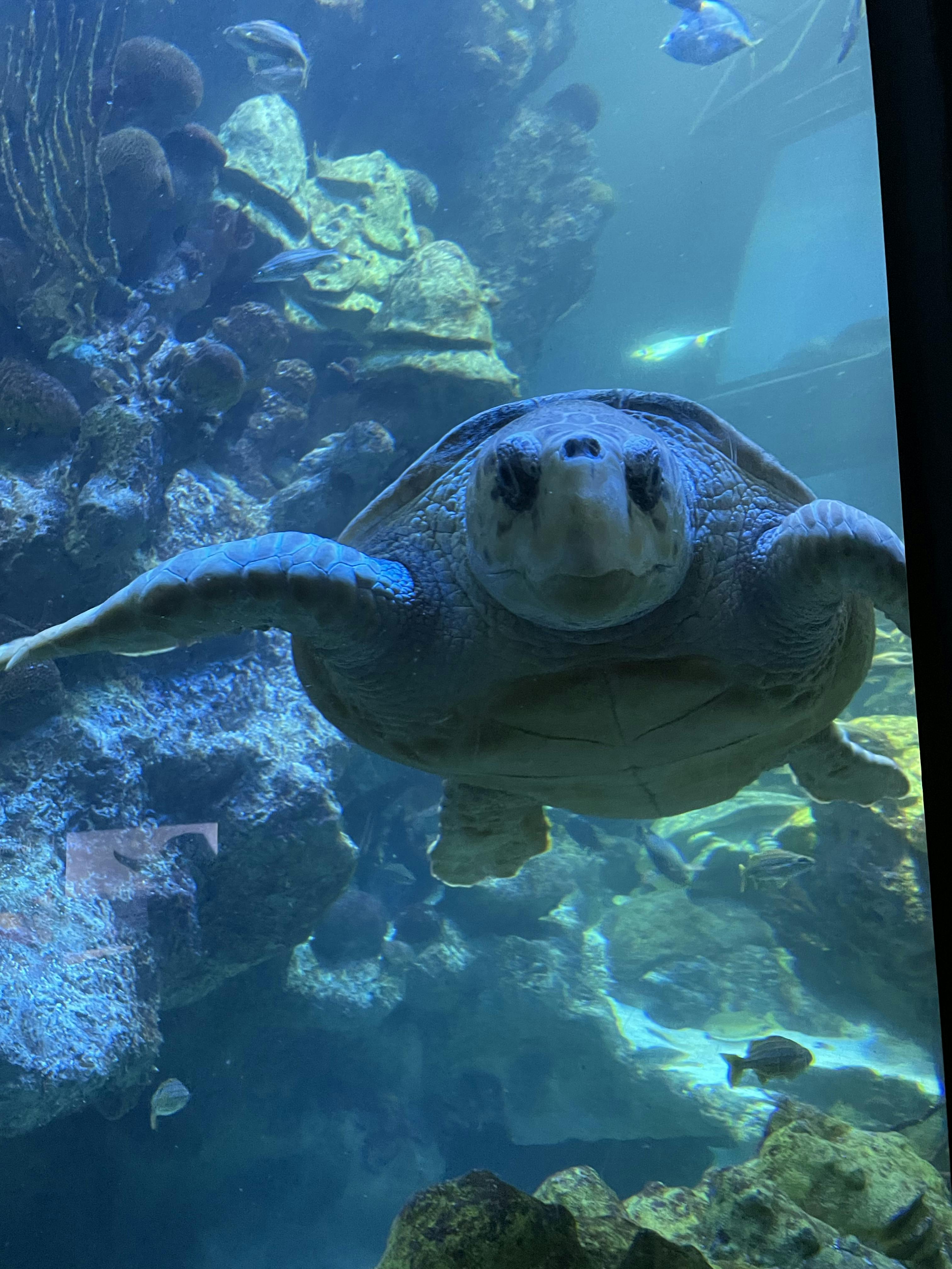 New England Aquarium Tickets Boston