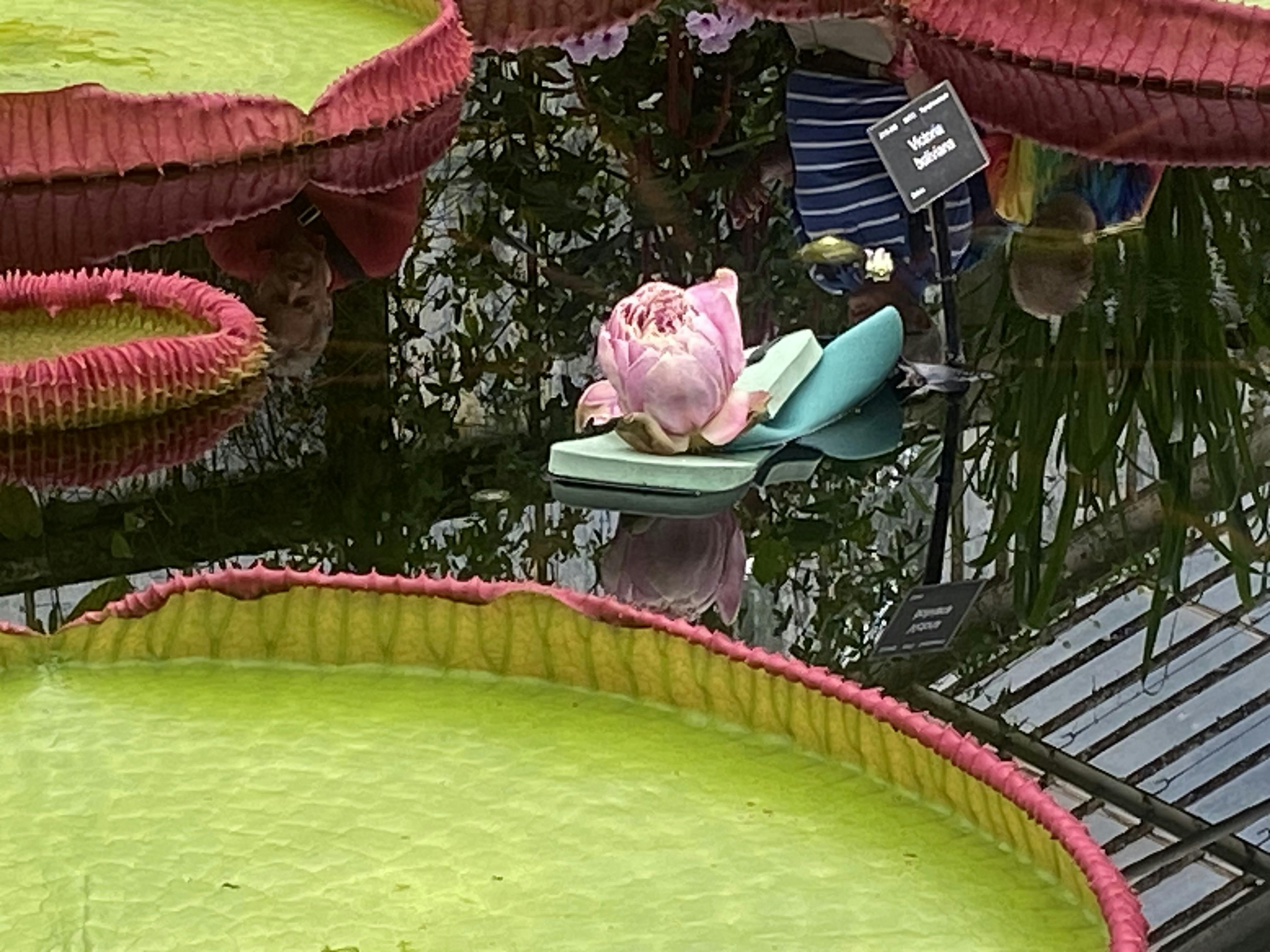 Kew Gardens Tickets London