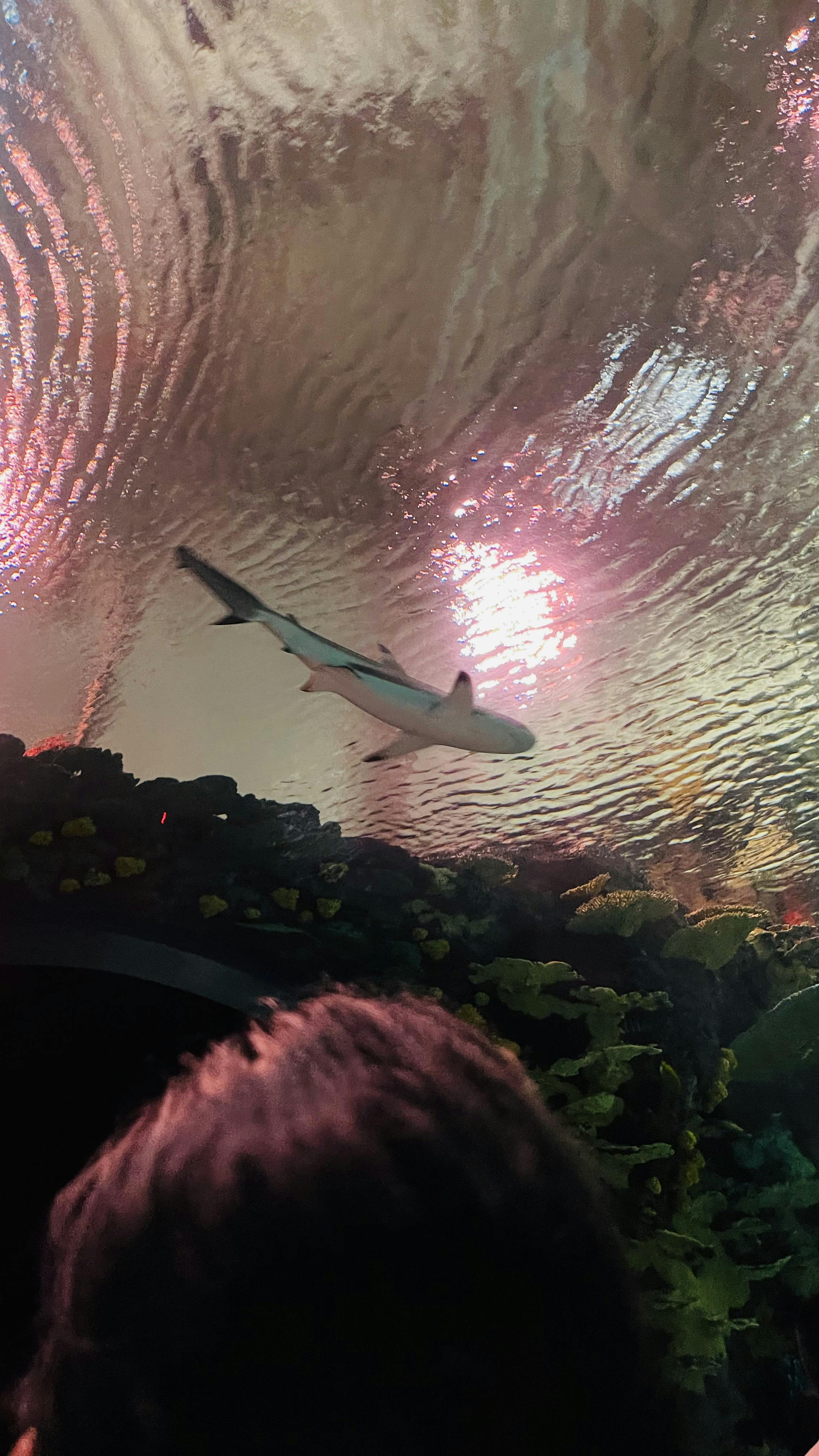 New York Aquarium Tickets Tiqets