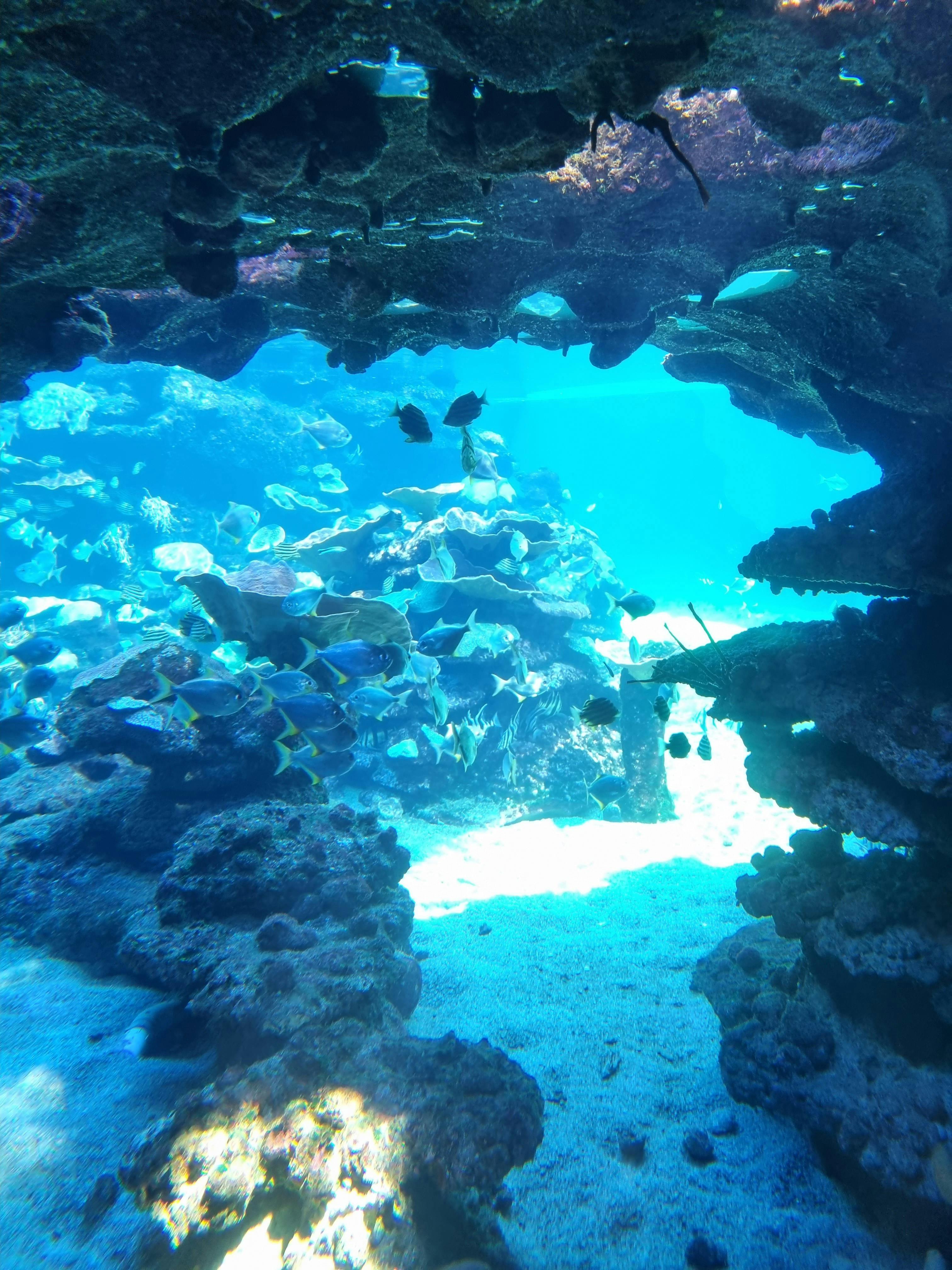 AQWA The Aquarium of Western Australia tickets Hillarys