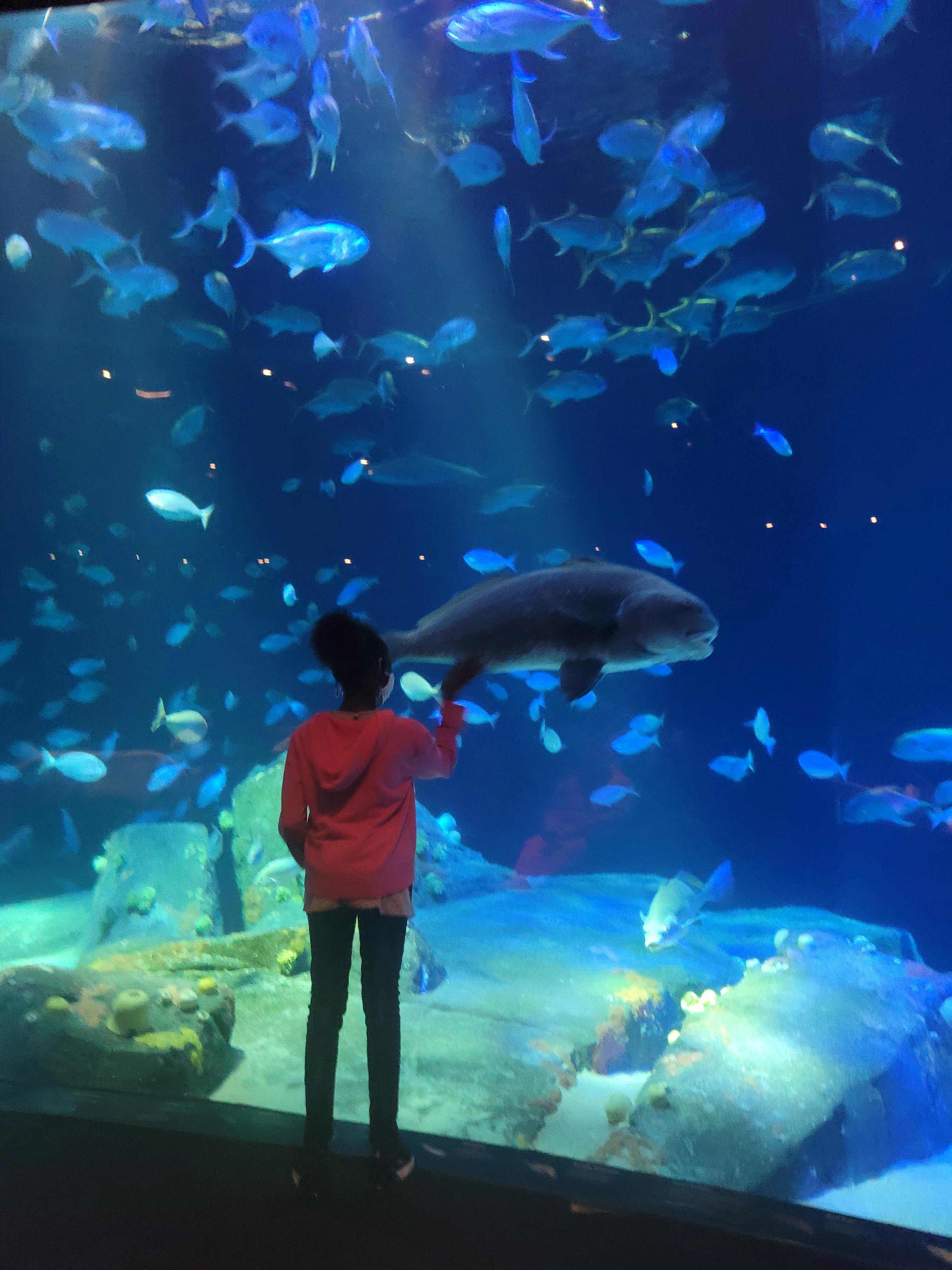 New York Aquarium Tickets New York