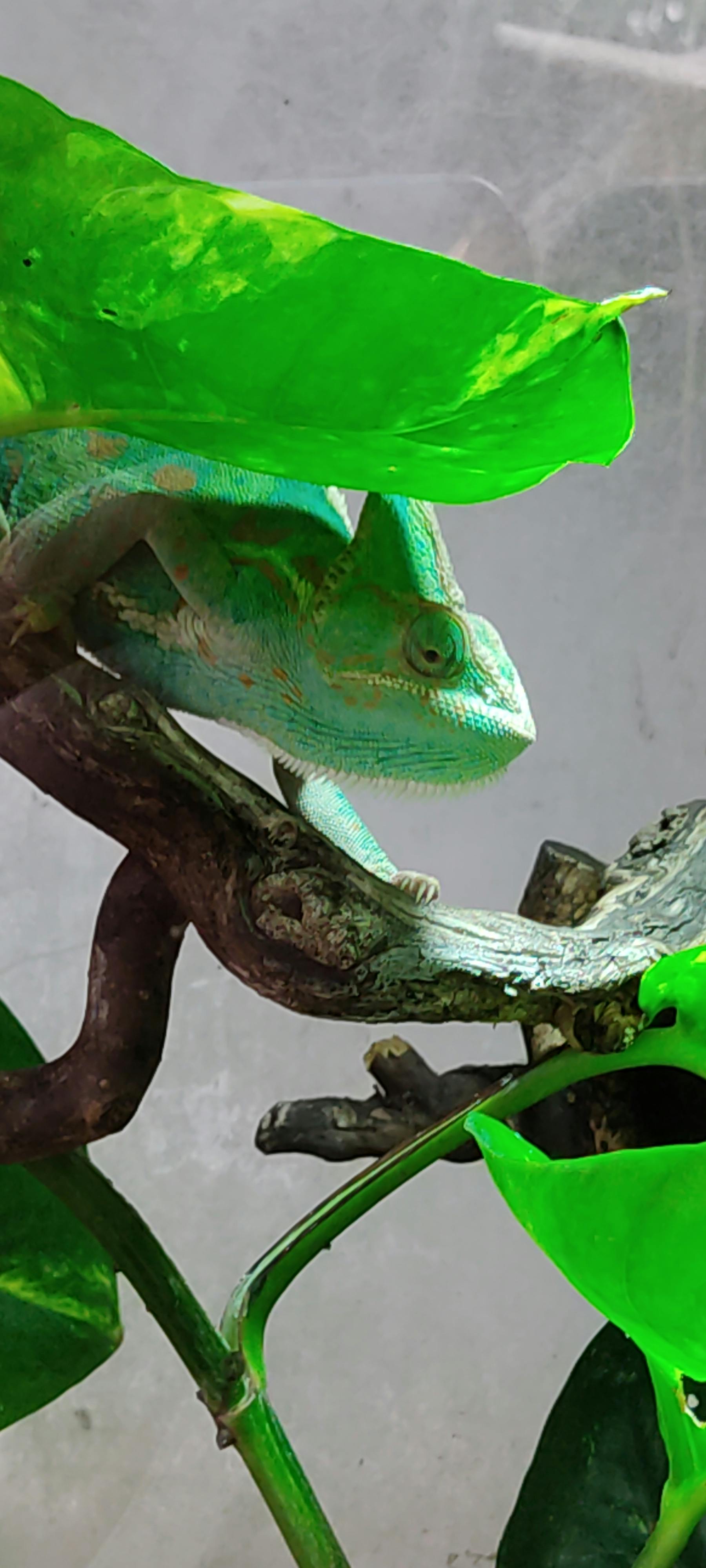 Exotica tickets Royan