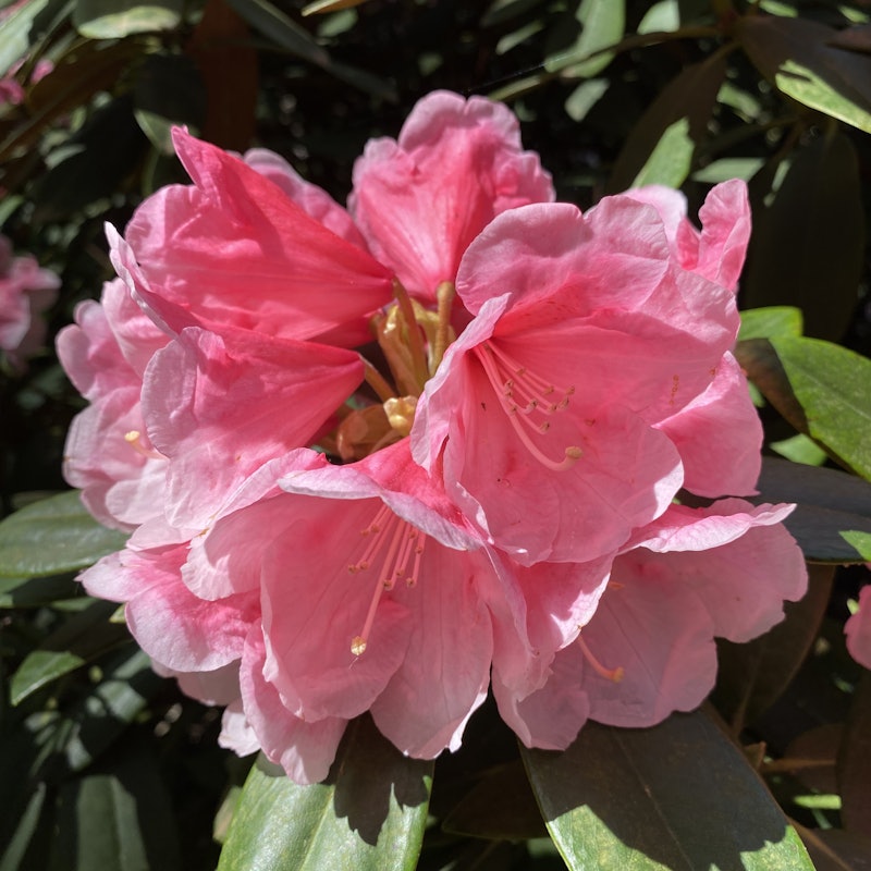 RHS Garden Wisley tickets Wisley