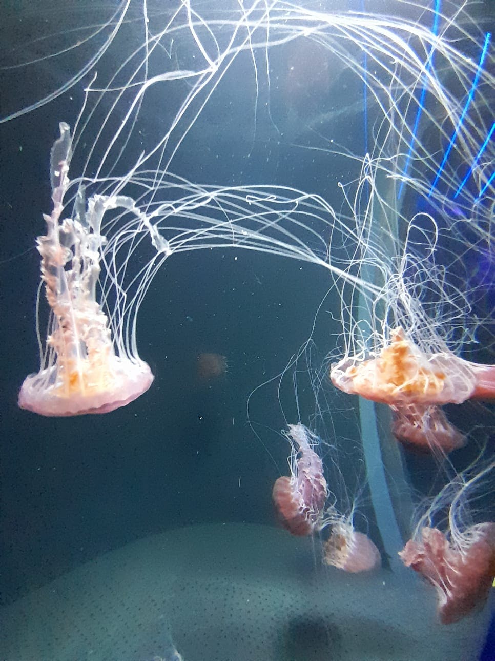 シー アクアリウム シンガポールのチケット ー シンガポール Tiqets Com