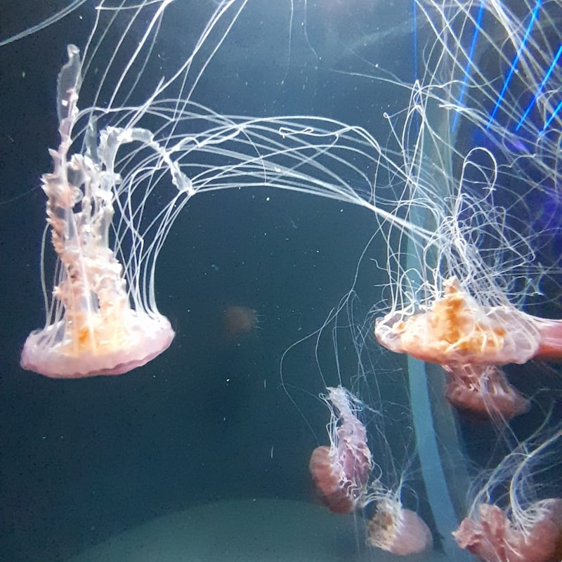 シー アクアリウム シンガポールのチケット ー シンガポール Tiqets Com シー アクアリウム シンガポールのチケット ー シンガポール Tiqets Com