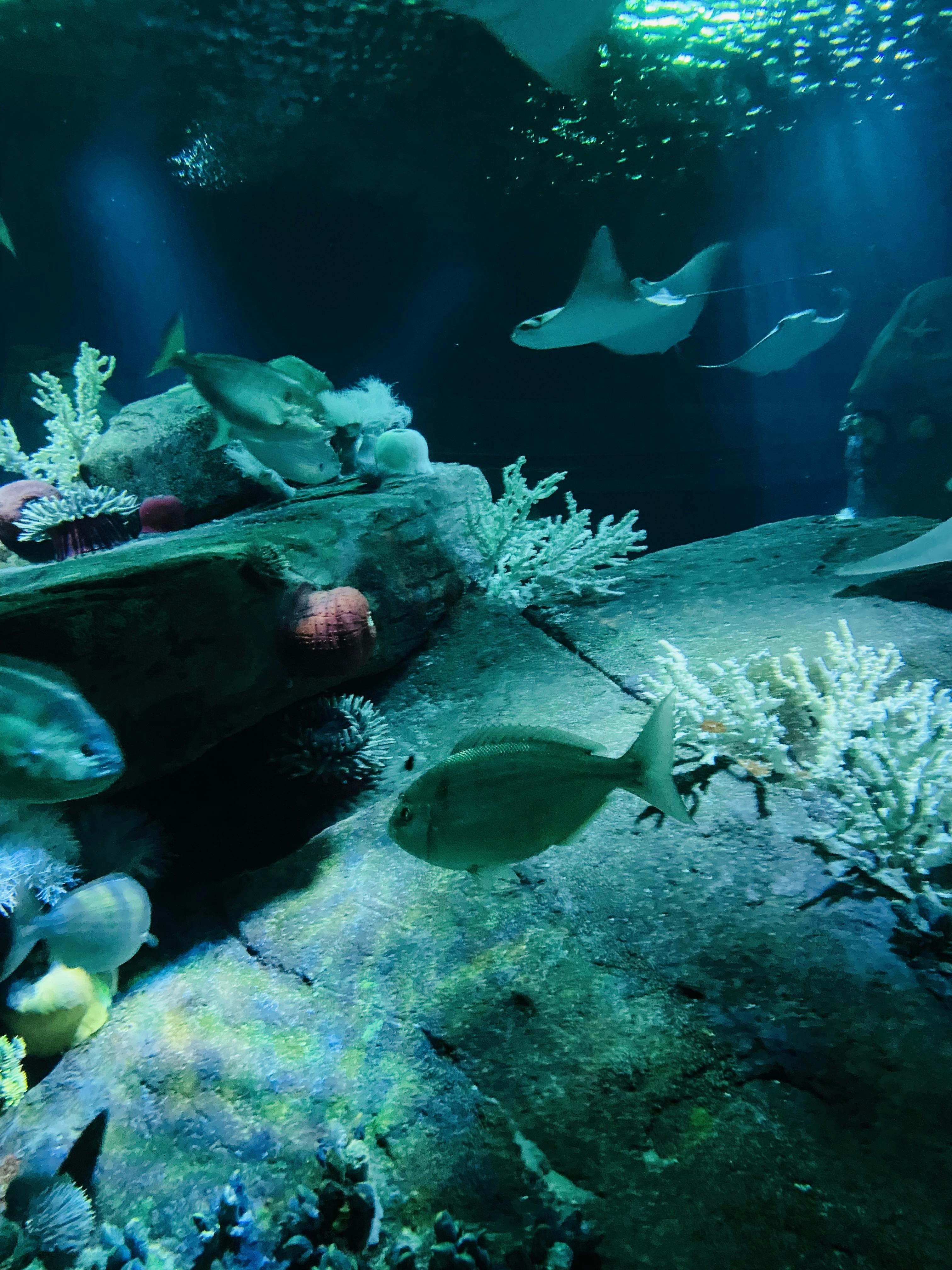 New York Aquarium Tickets New York