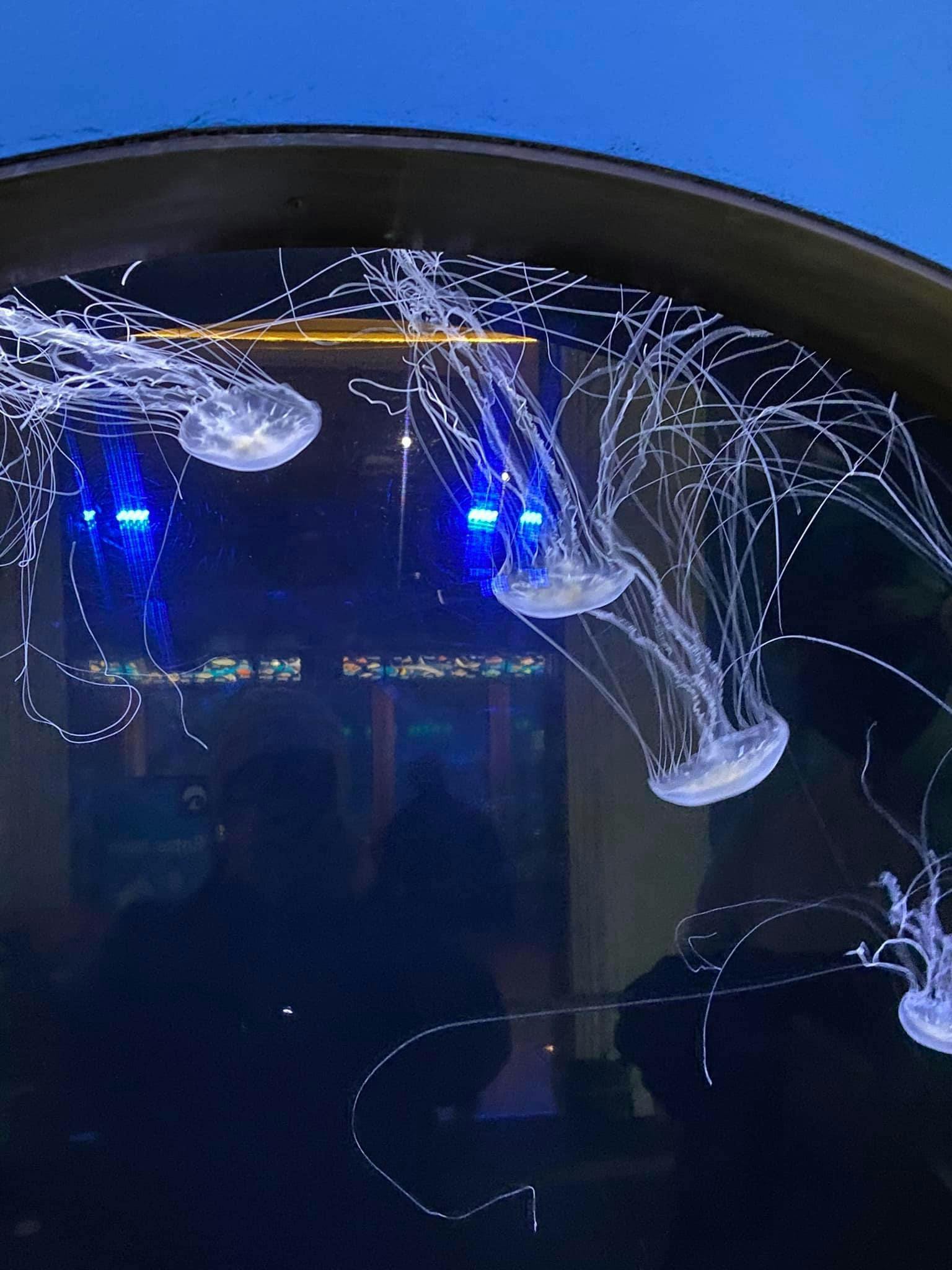 Tickets for Shedd Aquarium Tiqets