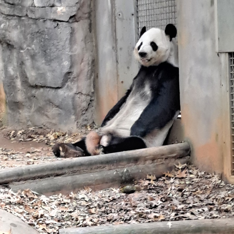 アトランタ動物園 Tiqets アトランタ動物園 Tiqets