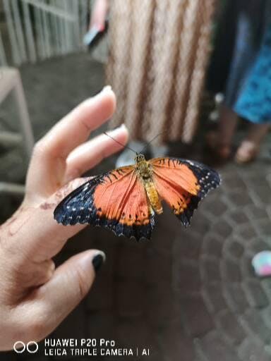 Dubai Butterfly Garden Tickets Tiqets