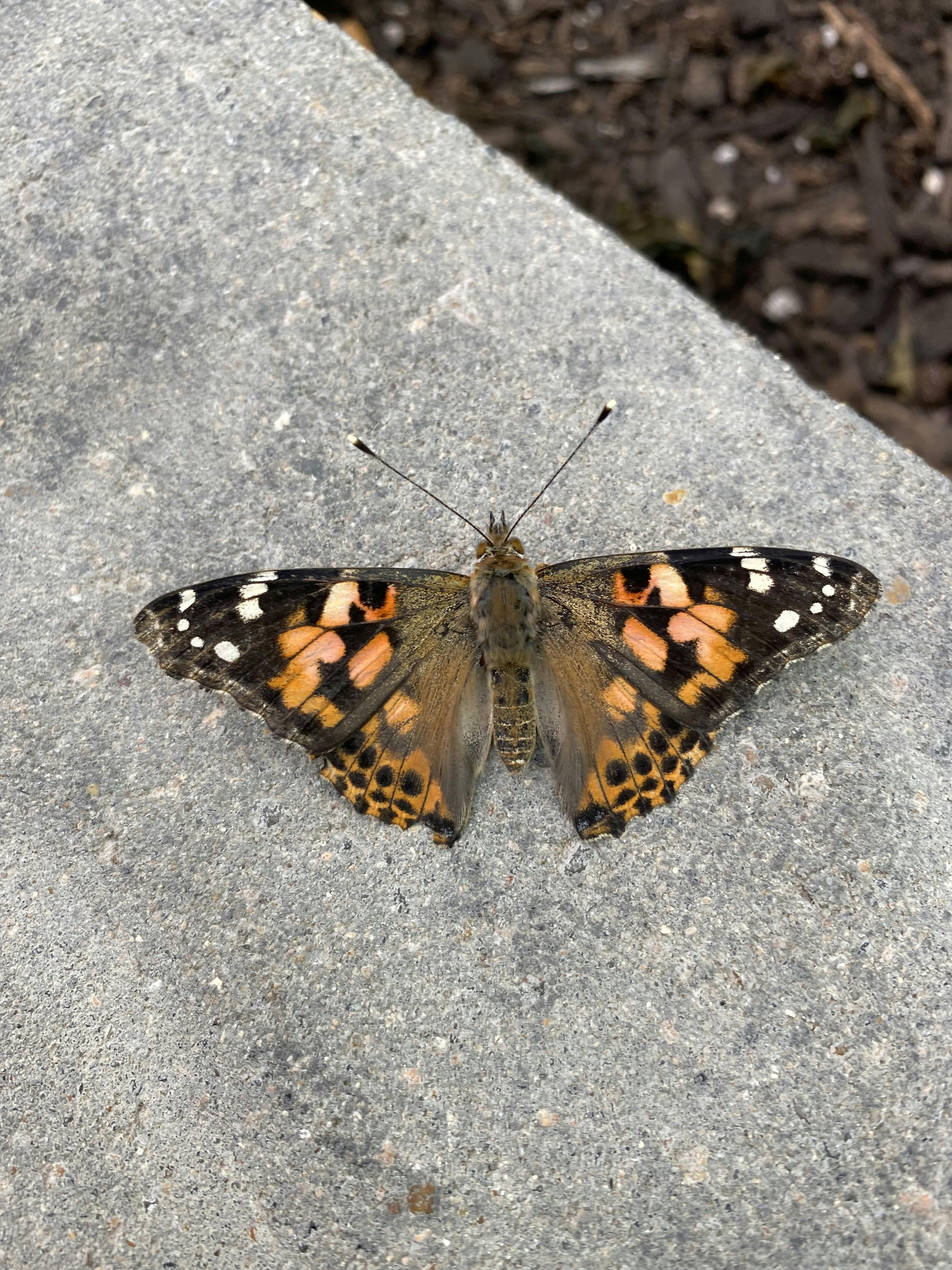 San Antonio Zoo® tickets San Antonio