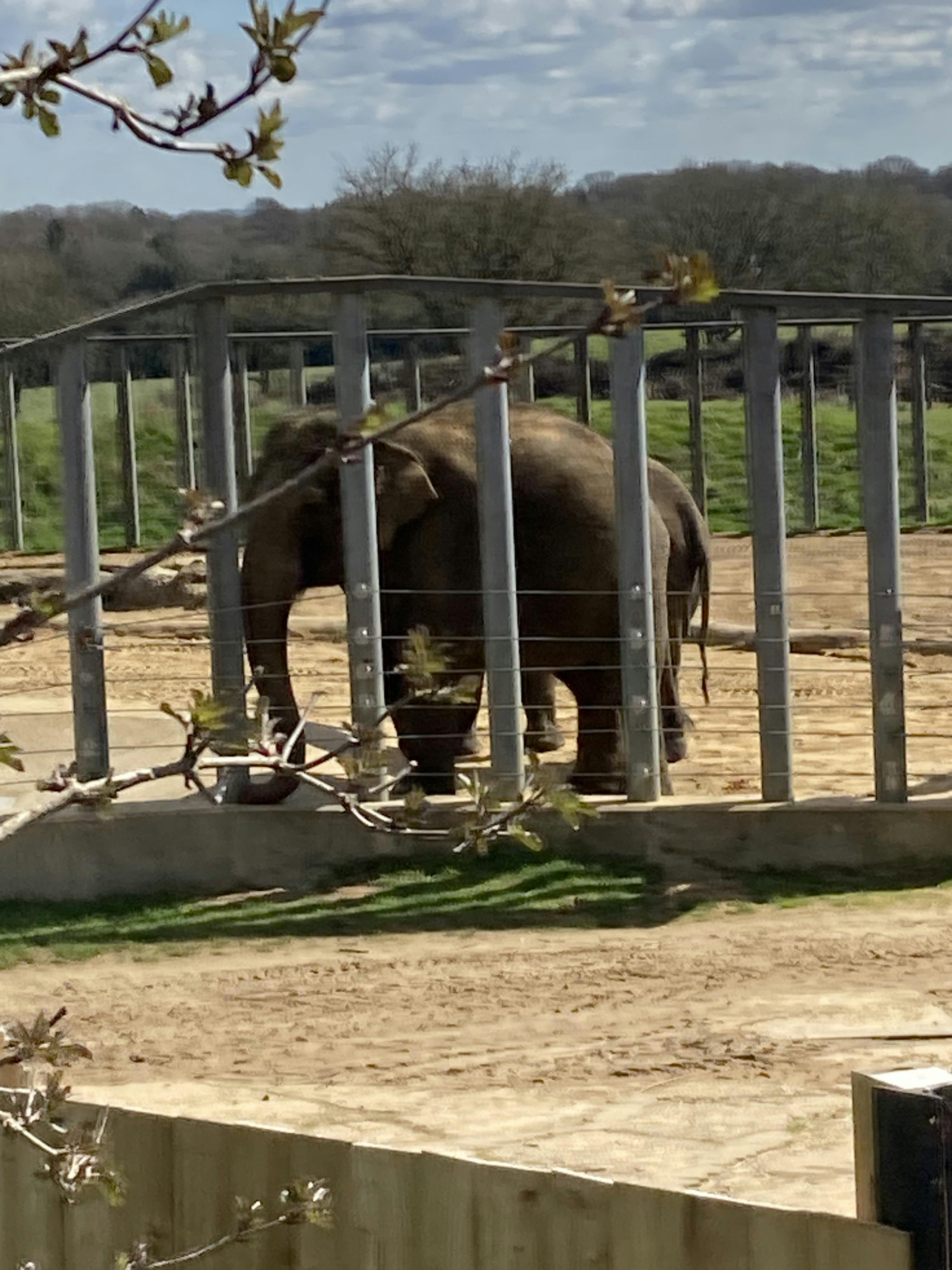 ZSL Whipsnade Zoo Tickets Whipsnade