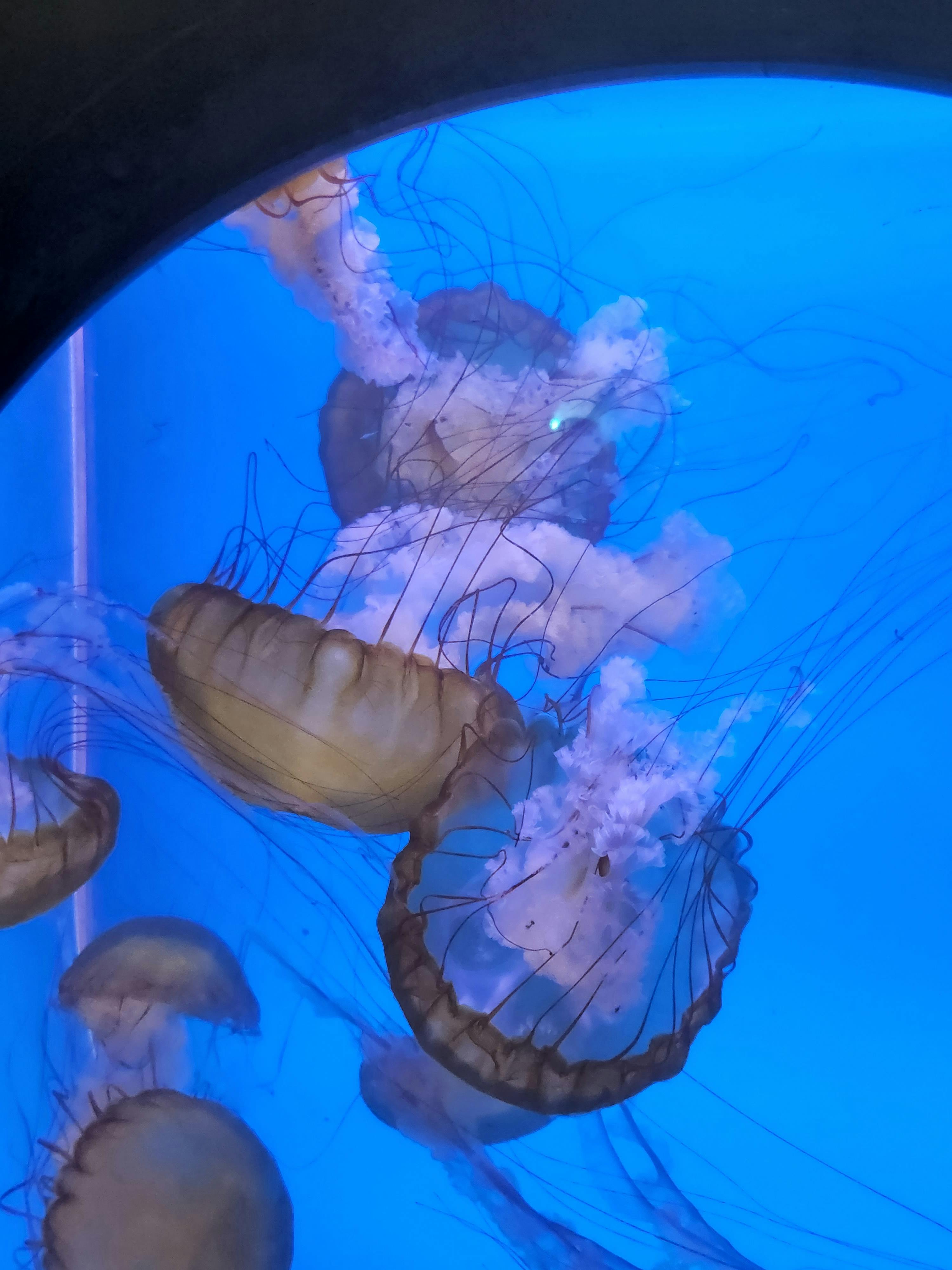 Downtown Aquarium Denver Tickets Tiqets