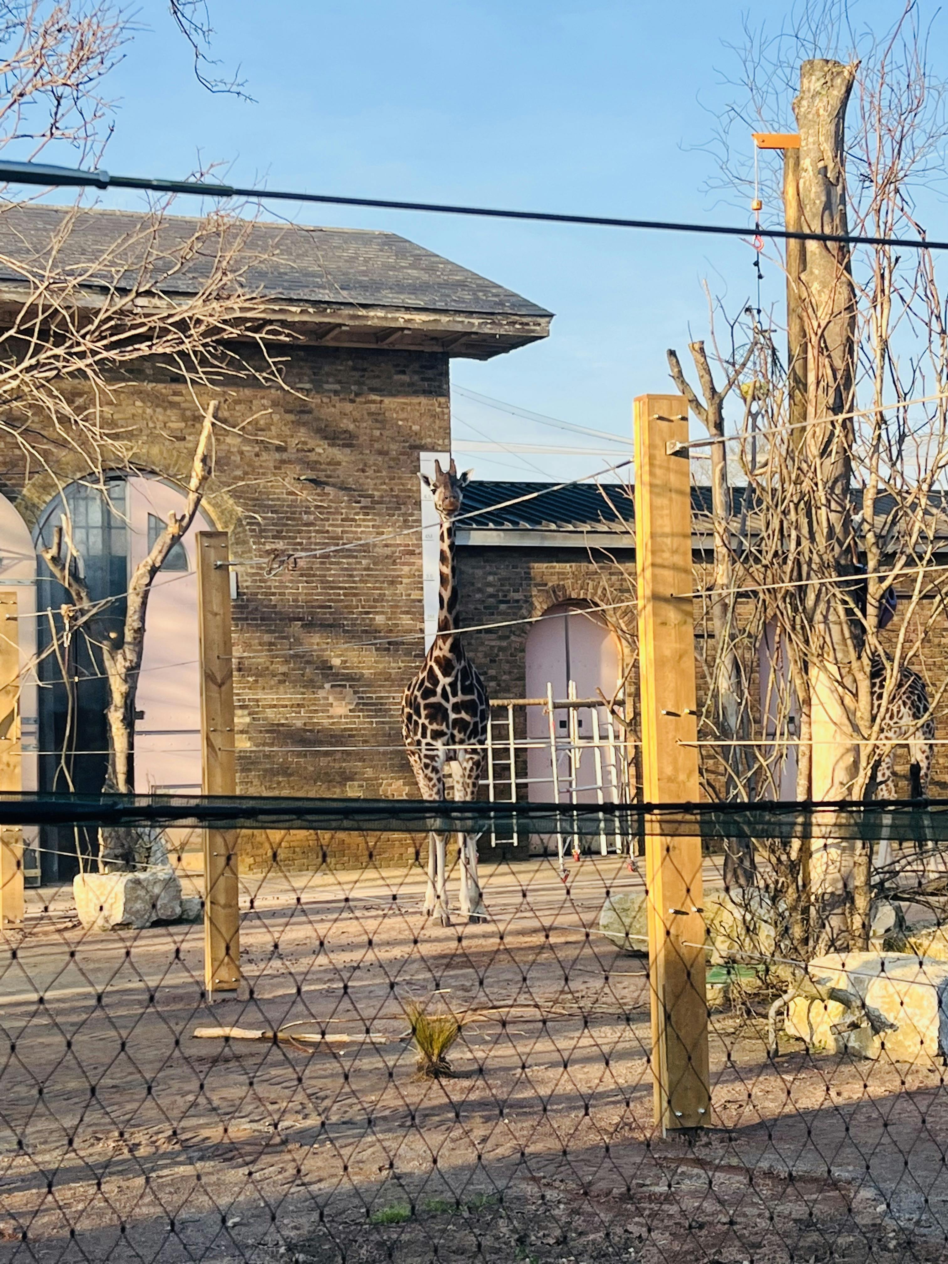 London Zoo Tickets Tiqets