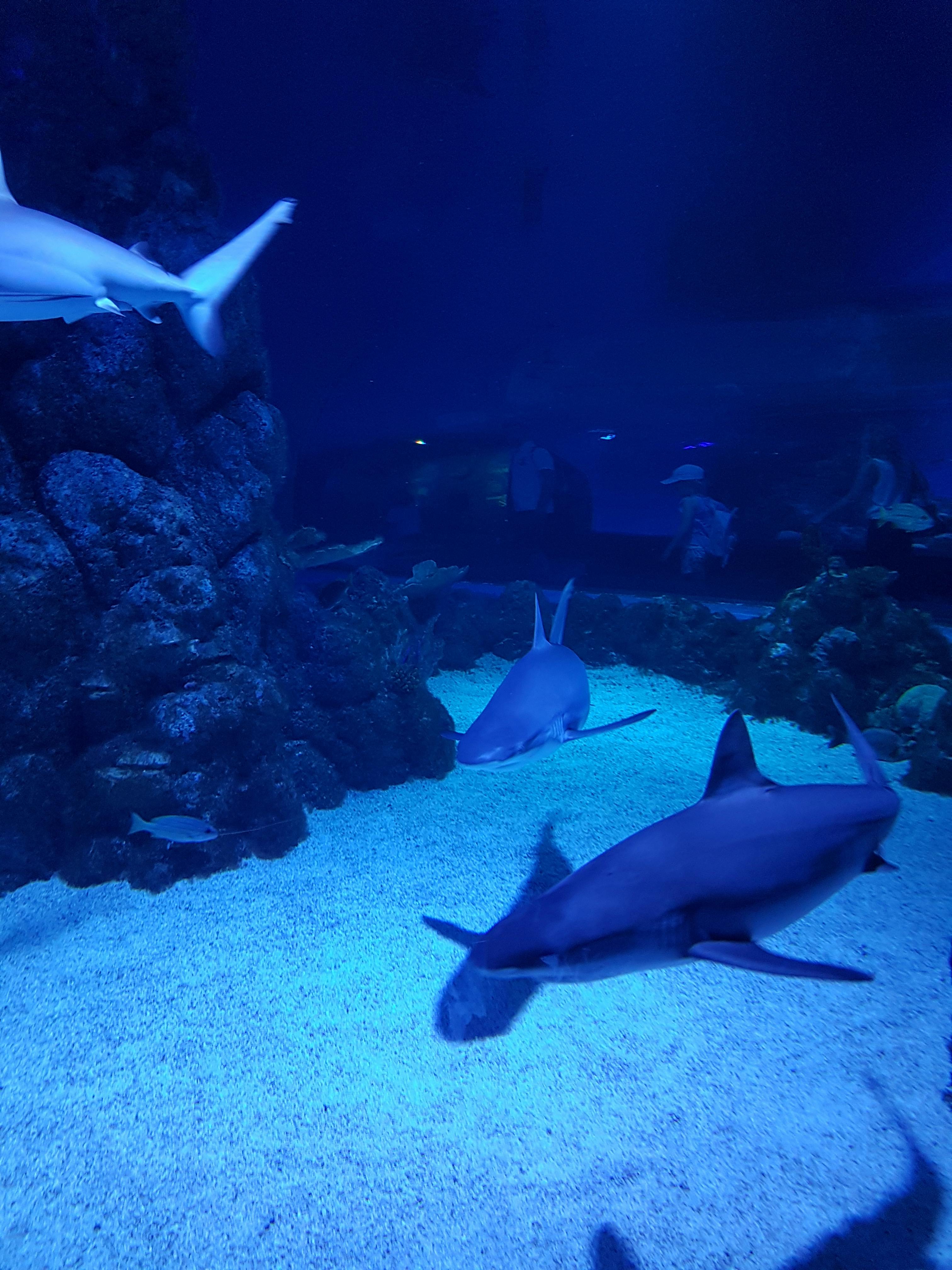 Tickets for Cairns Aquarium Tiqets