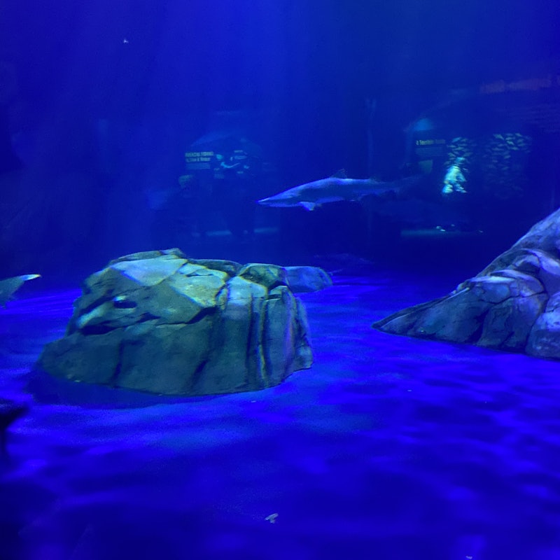 ジョージア水族館:ファストレーンのチケット